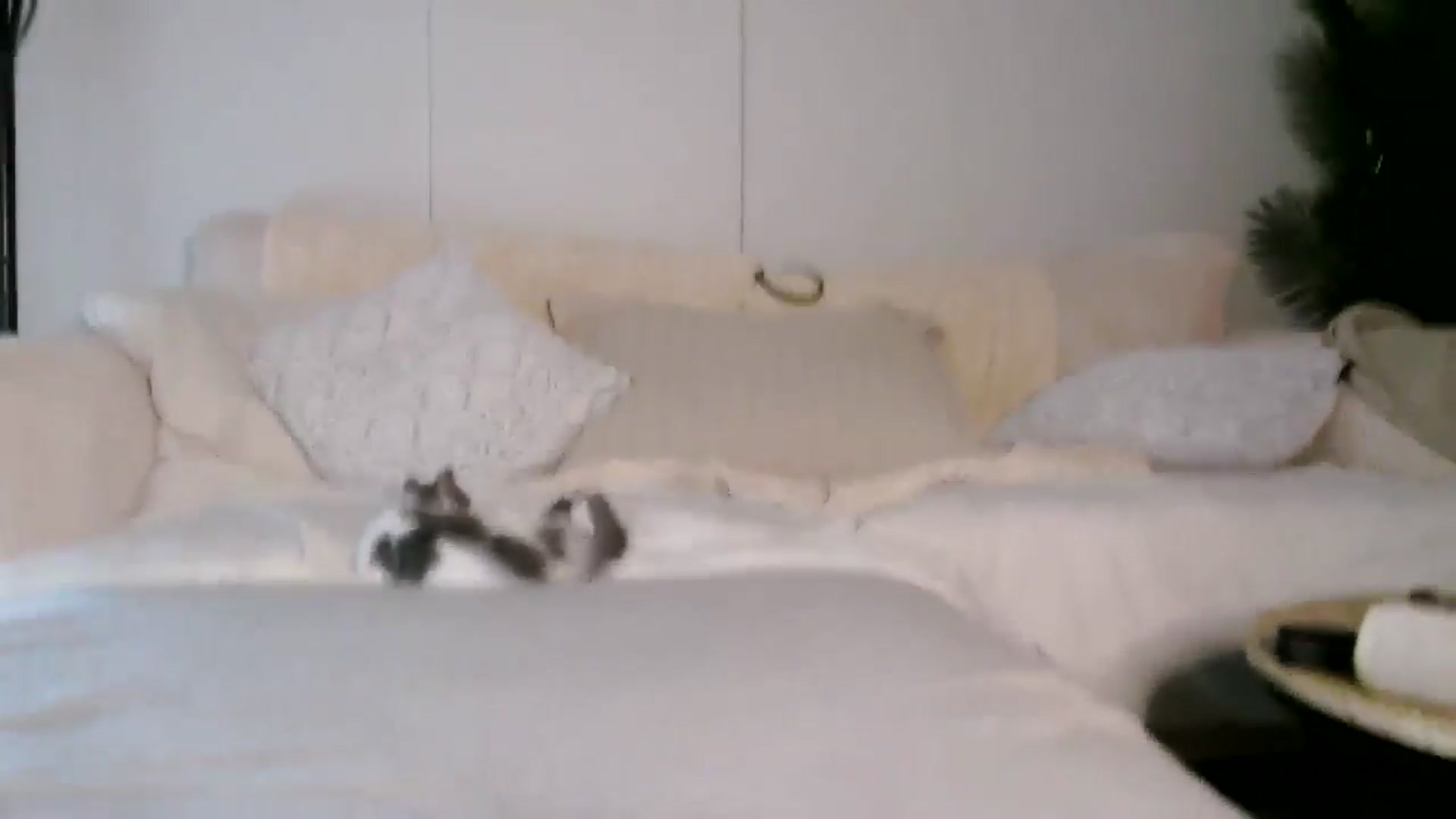 Gallery image thumbnail from CitySofia's myfreecams stream on, 03/25/2026, 23:22 image 5 of 20