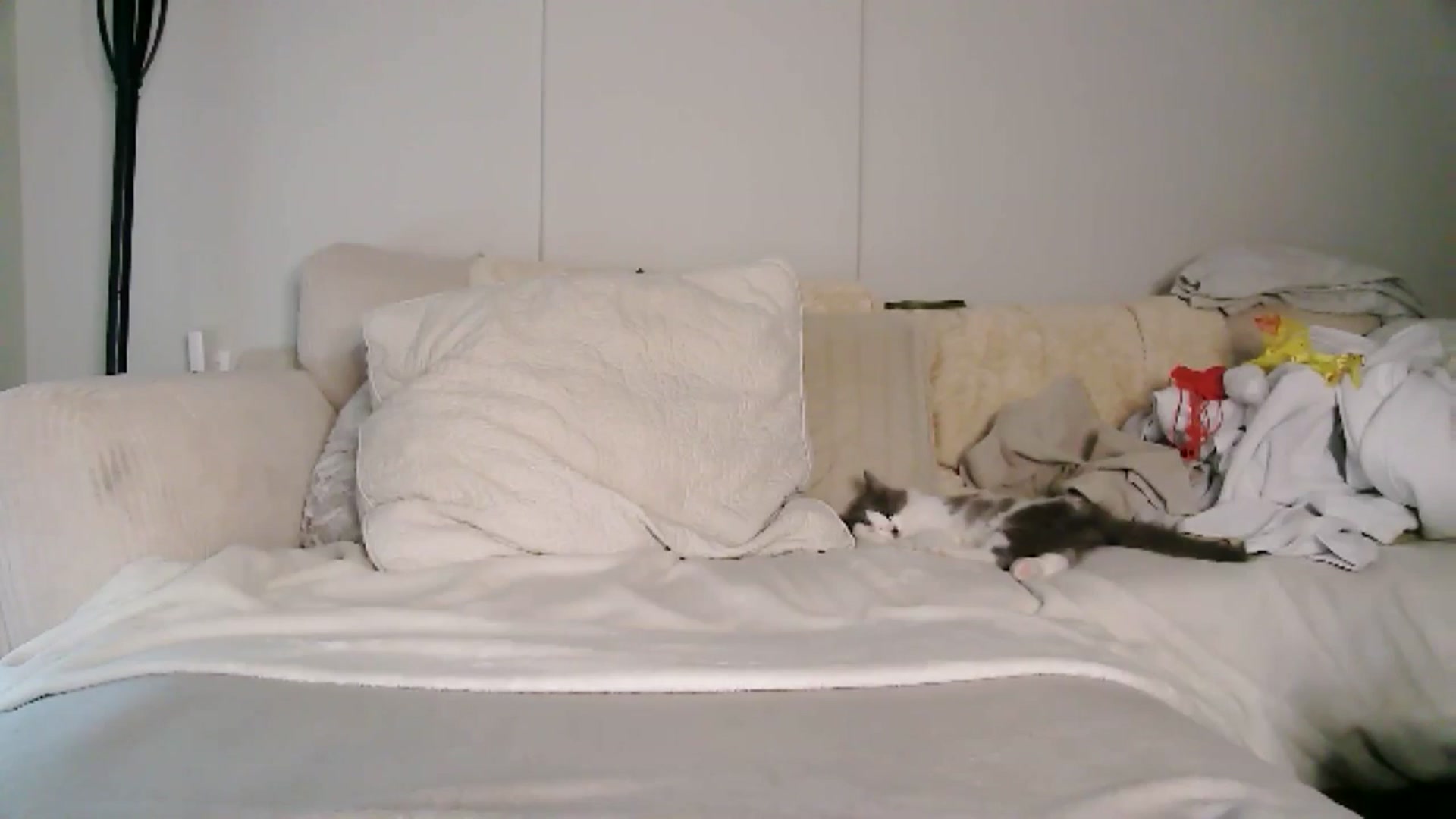 Gallery image thumbnail from CitySofia's myfreecams stream on, 04/02/2026, 23:33 image 7 of 20