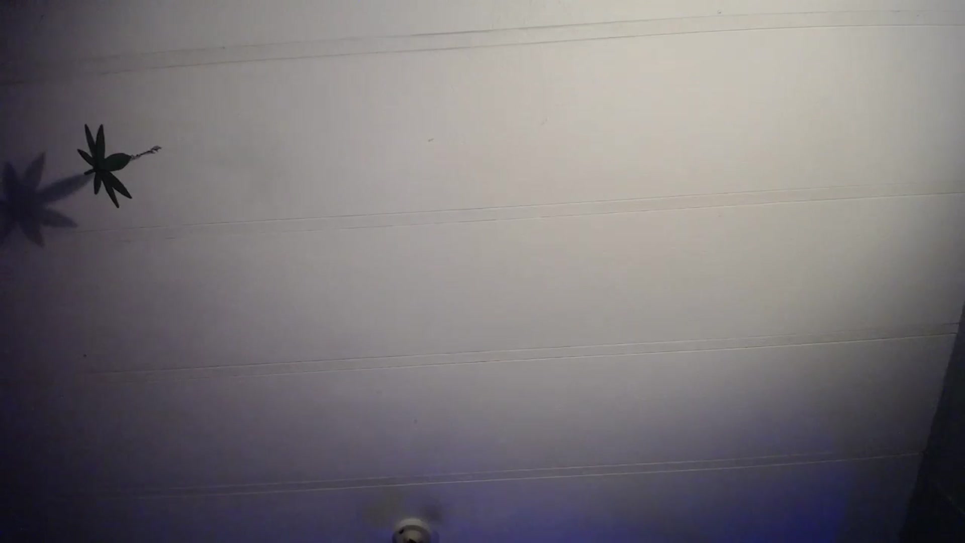 Gallery image thumbnail from Classic_Daisy's myfreecams stream on, 05/17/2025, 23:03 image 17 of 20