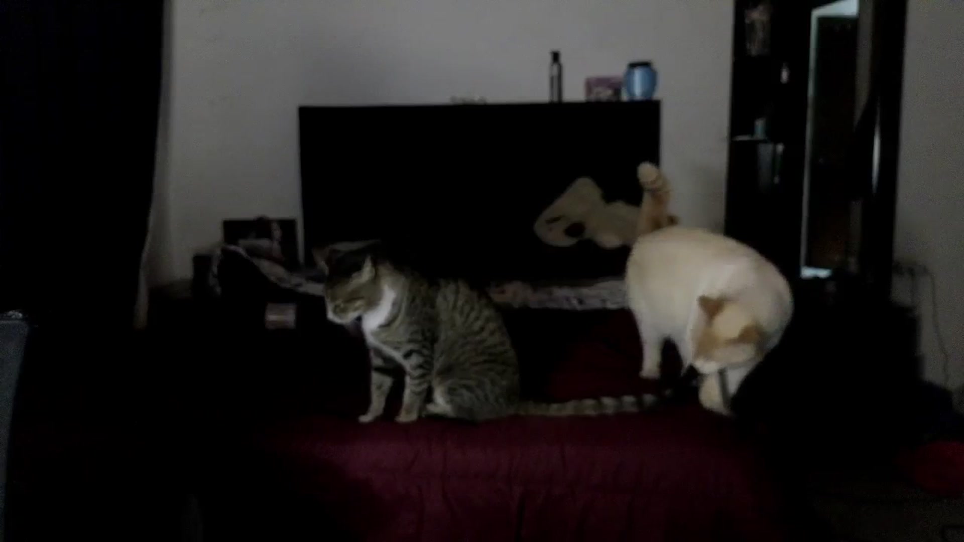 Gallery image thumbnail from Cofewithmilk's myfreecams stream on, 09/18/2025, 06:15 image 10 of 20