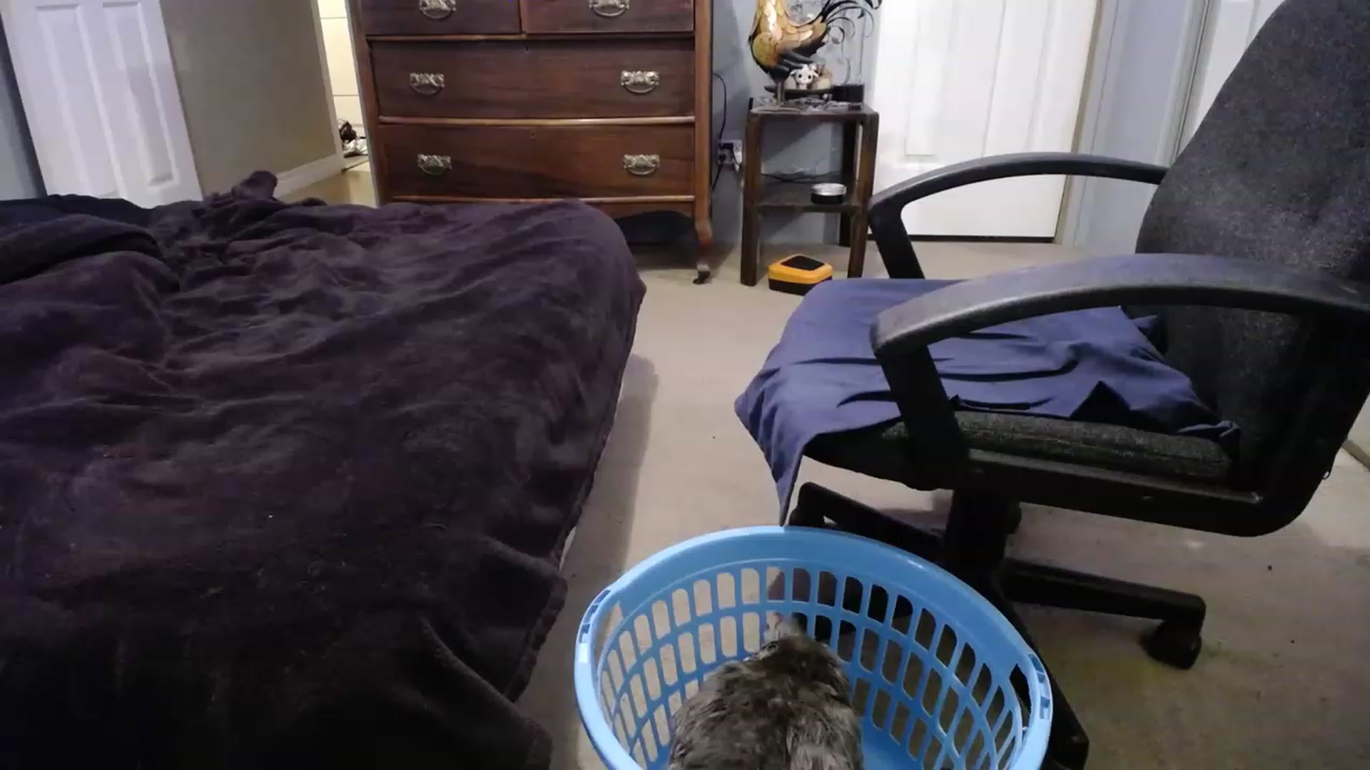 Gallery image thumbnail from Country_Daisy's myfreecams stream on, 02/13/2023, 23:54 image 6 of 20