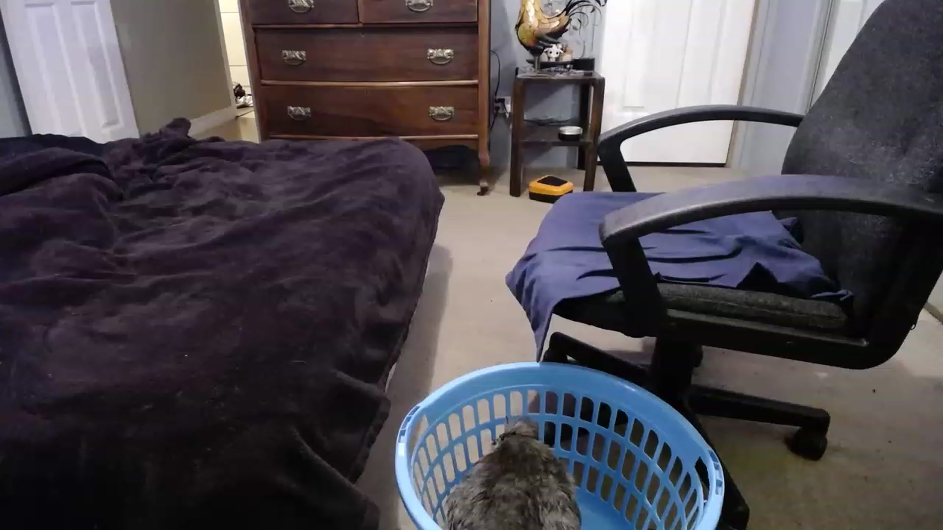Gallery image thumbnail from Country_Daisy's myfreecams stream on, 02/13/2023, 23:54 image 5 of 20