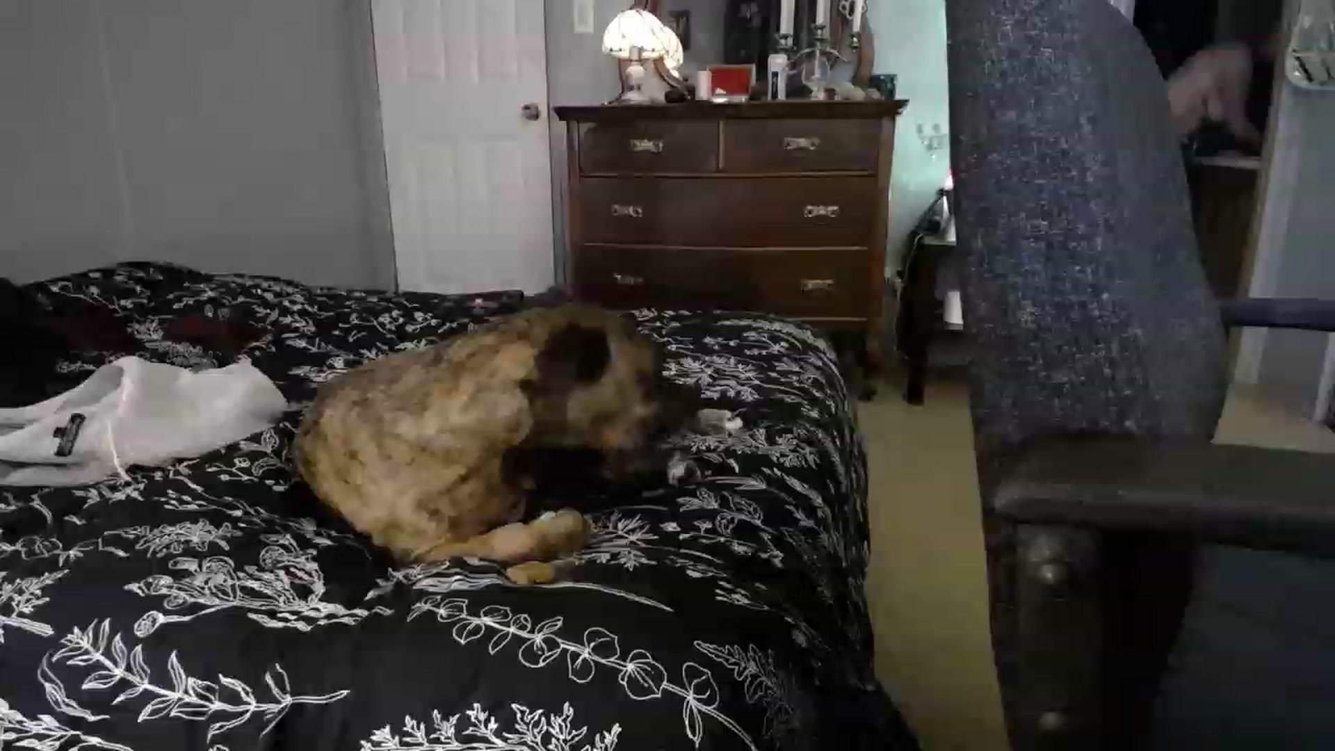 Gallery image thumbnail from Country_Daisy's myfreecams stream on, 04/28/2023, 02:22 image 7 of 20