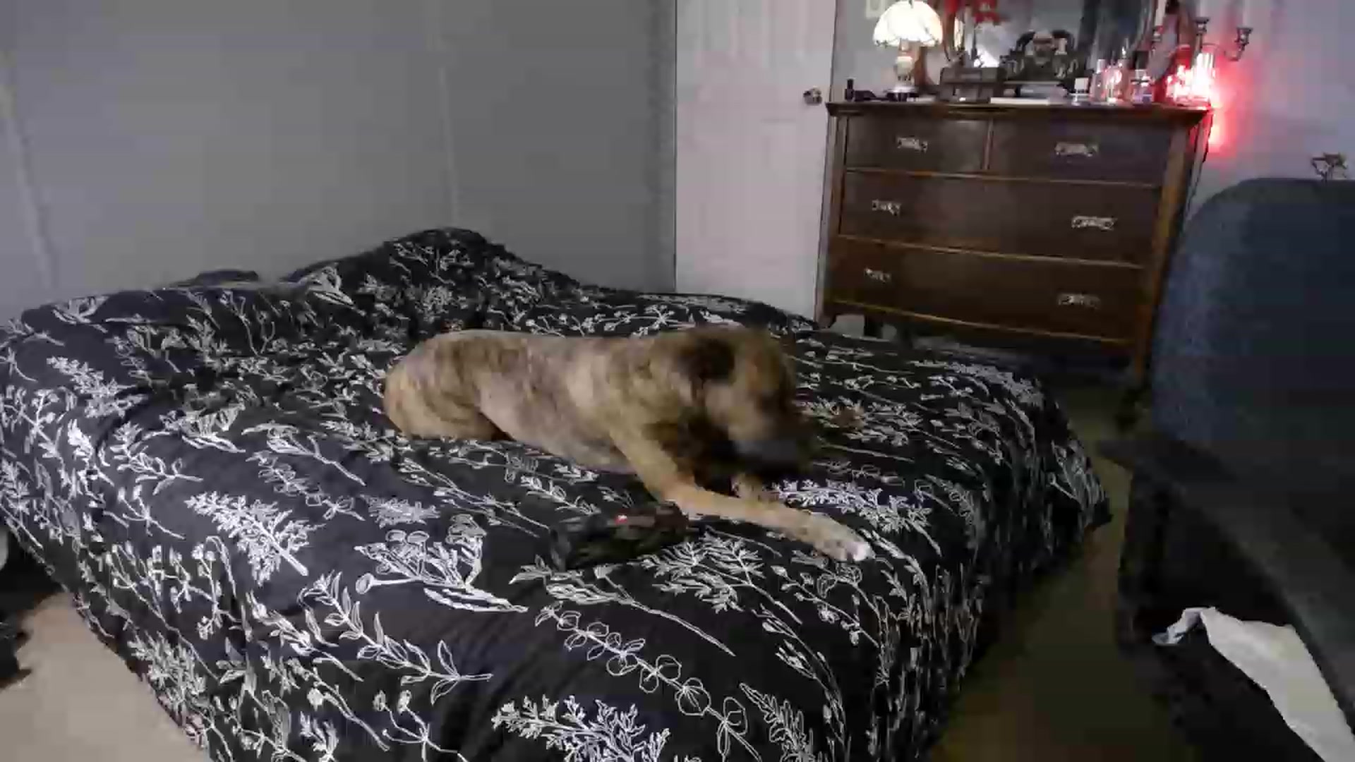 Gallery image thumbnail from Country_Daisy's myfreecams stream on, 08/03/2023, 24:27 image 5 of 20