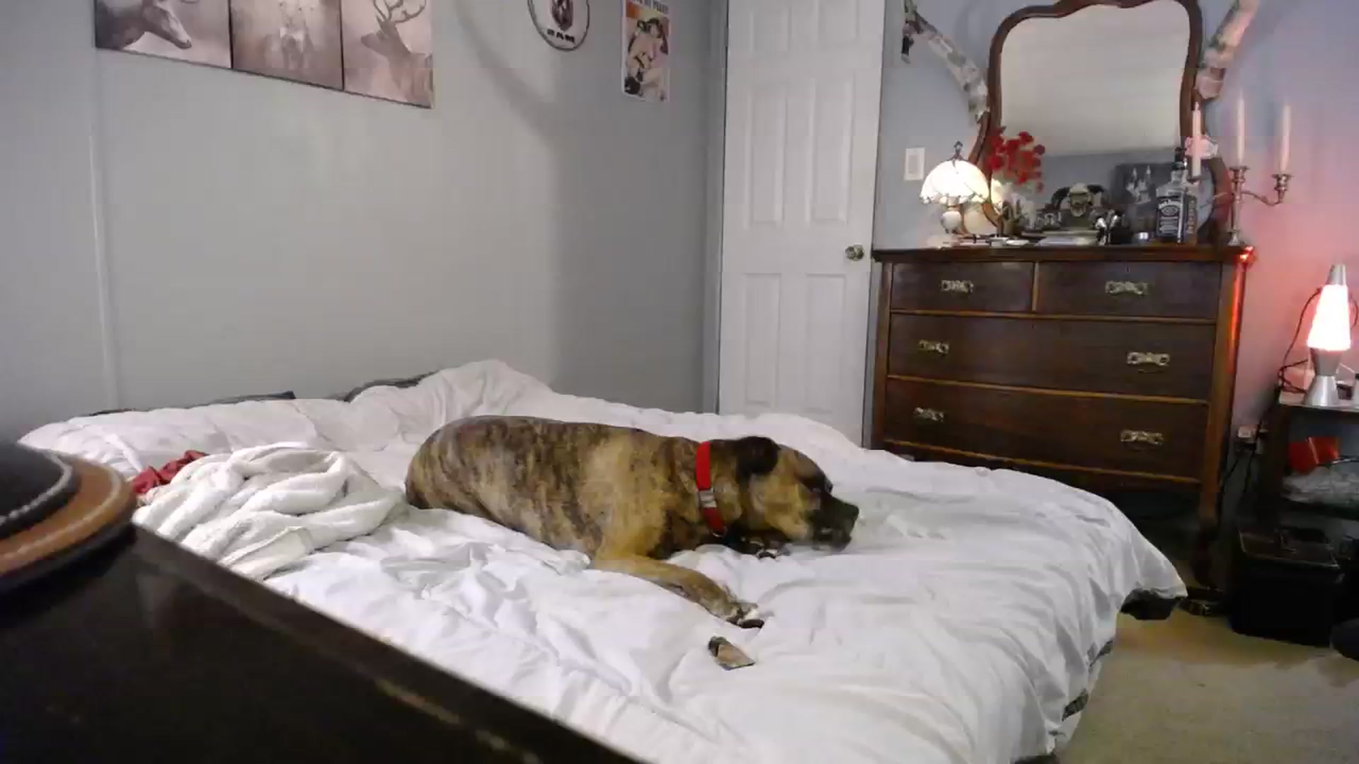 Gallery image thumbnail from Country_Daisy's myfreecams stream on, 09/27/2023, 24:46 image 12 of 20