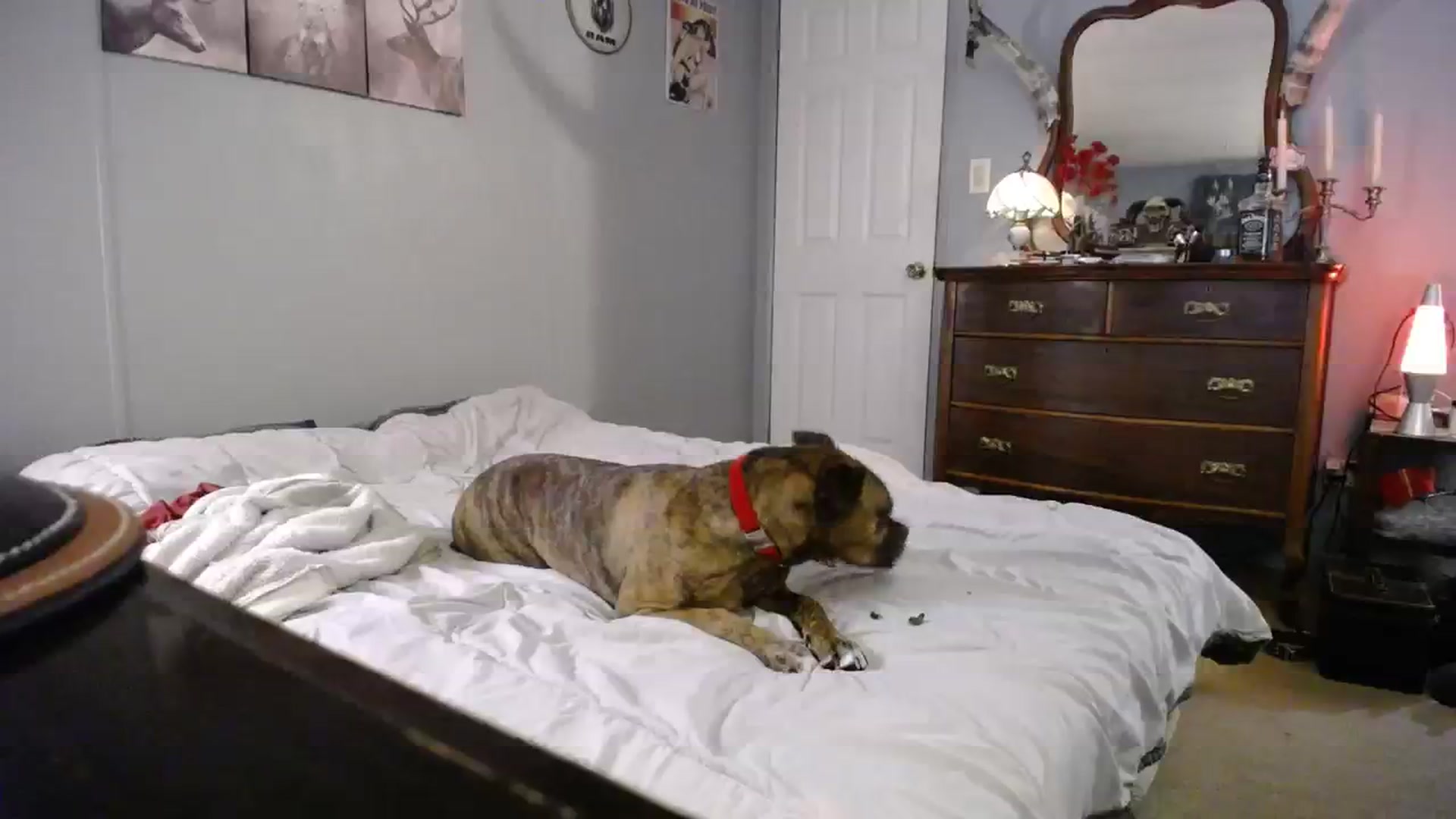 Gallery image thumbnail from Country_Daisy's myfreecams stream on, 09/27/2023, 24:46 image 15 of 20