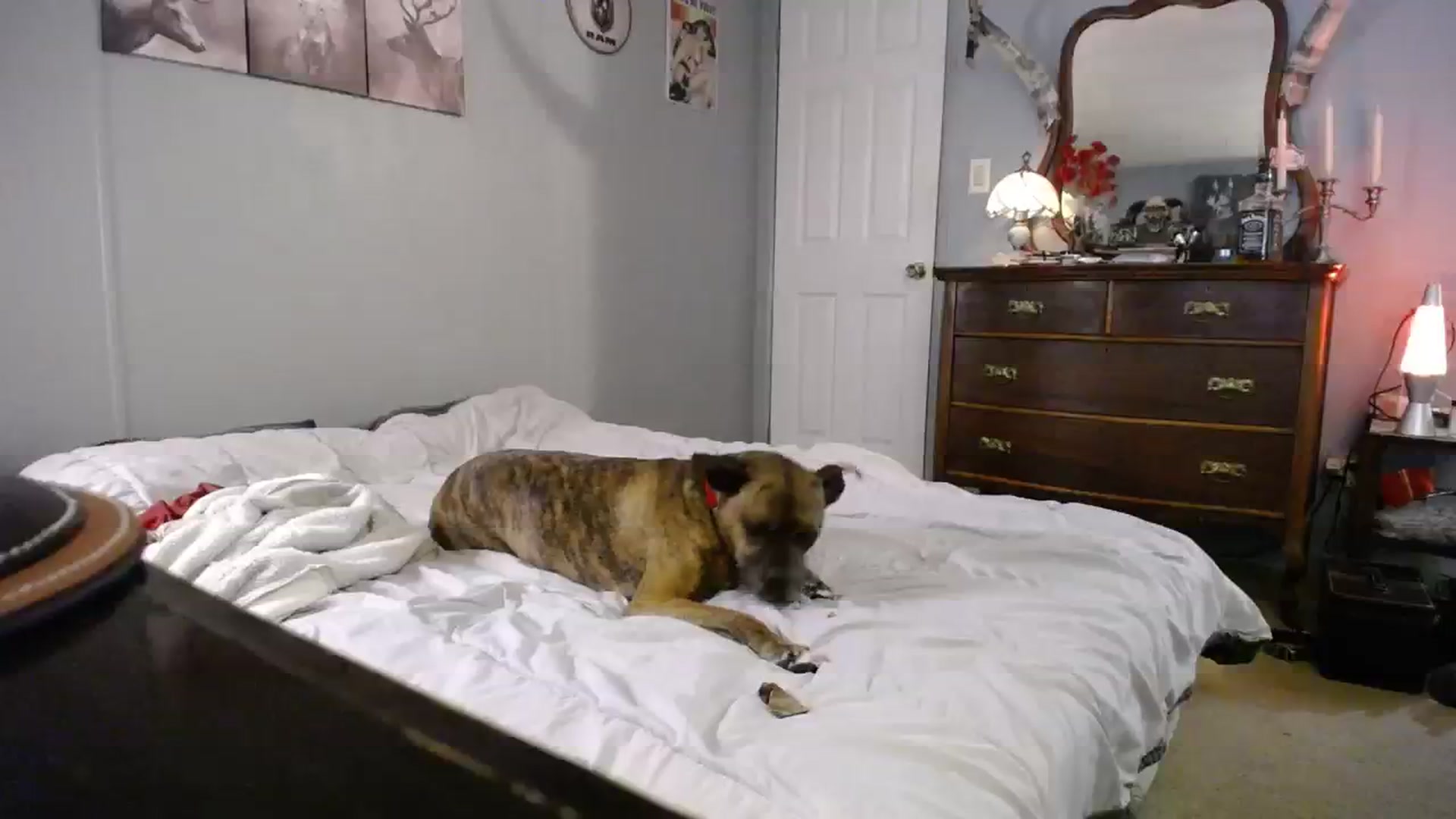 Gallery image thumbnail from Country_Daisy's myfreecams stream on, 09/27/2023, 24:46 image 13 of 20