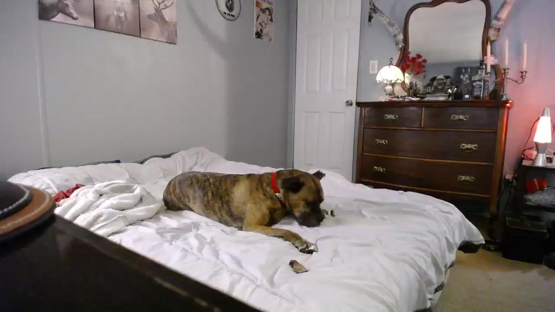 Gallery image thumbnail from Country_Daisy's myfreecams stream on, 09/27/2023, 24:46 image 14 of 20
