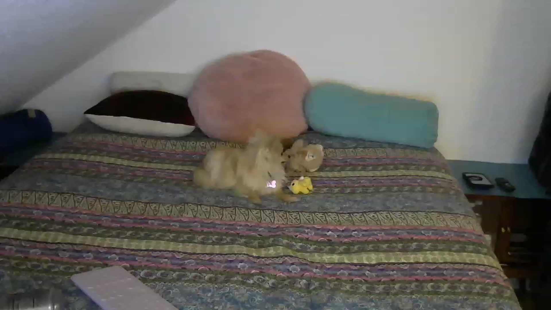 Gallery image thumbnail from Country_vixen's myfreecams stream on, 02/06/2023, 02:55 image 16 of 20