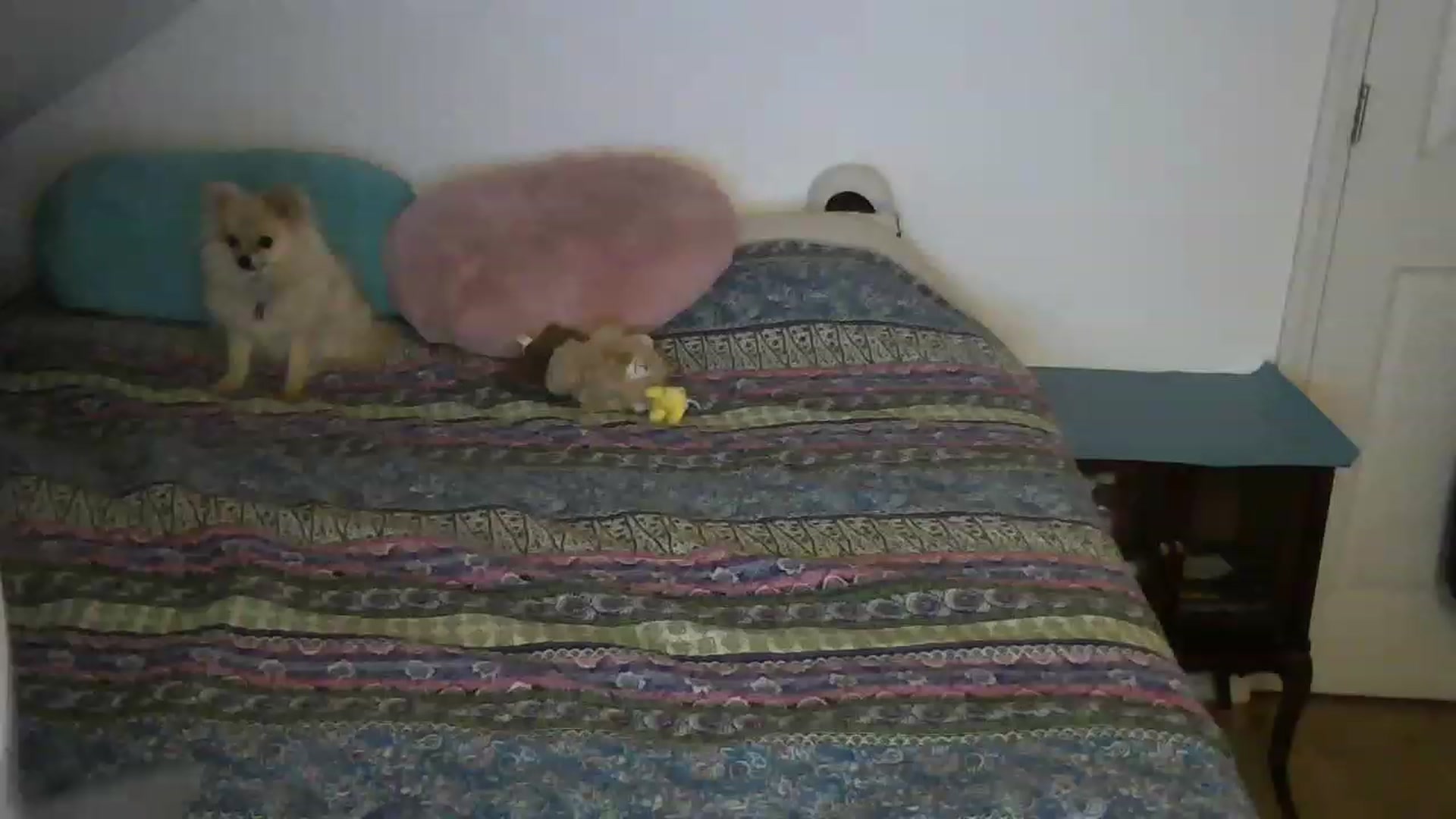 Gallery image thumbnail from Country_vixen's myfreecams stream on, 02/06/2023, 02:55 image 3 of 20