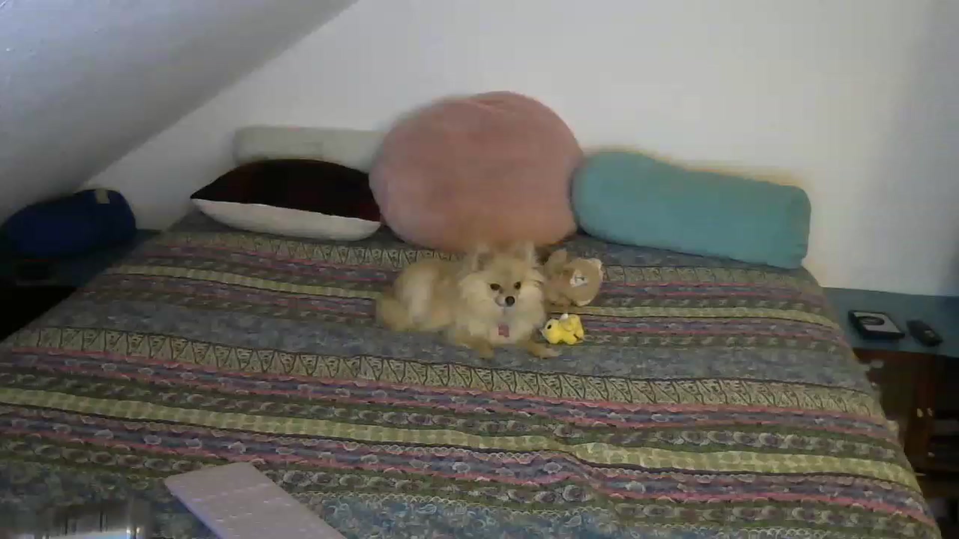 Gallery image thumbnail from Country_vixen's myfreecams stream on, 02/06/2023, 02:55 image 20 of 20