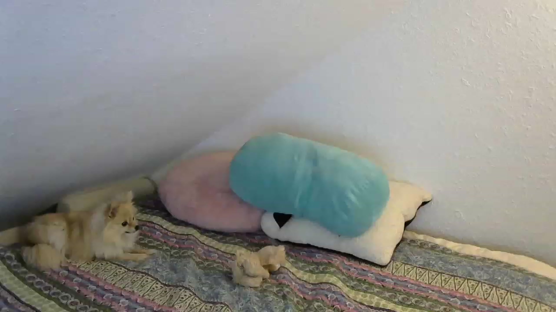 Gallery image thumbnail from Country_vixen's myfreecams stream on, 02/12/2023, 14:10 image 2 of 20