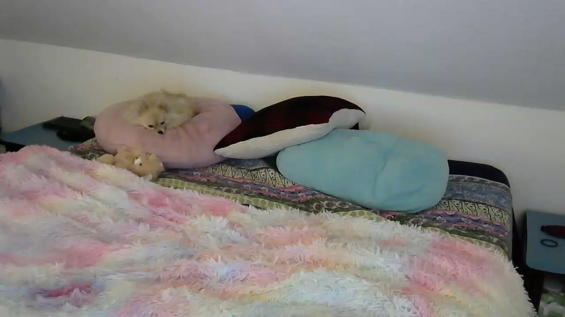 Gallery image thumbnail from Country_vixen's myfreecams stream on, 03/05/2023, 13:43 image 15 of 20