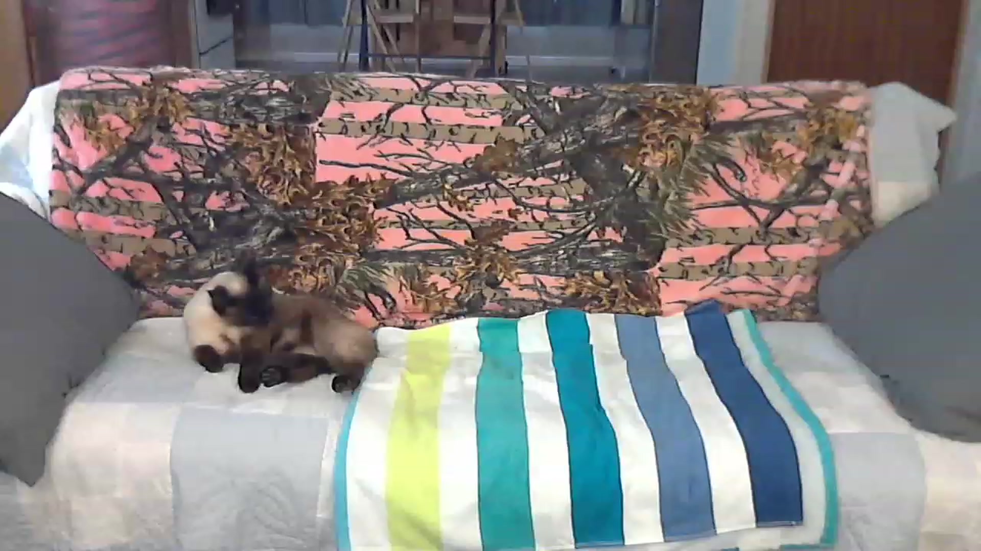 Gallery image thumbnail from Country_vixen's myfreecams stream on, 03/22/2023, 14:18 image 8 of 20
