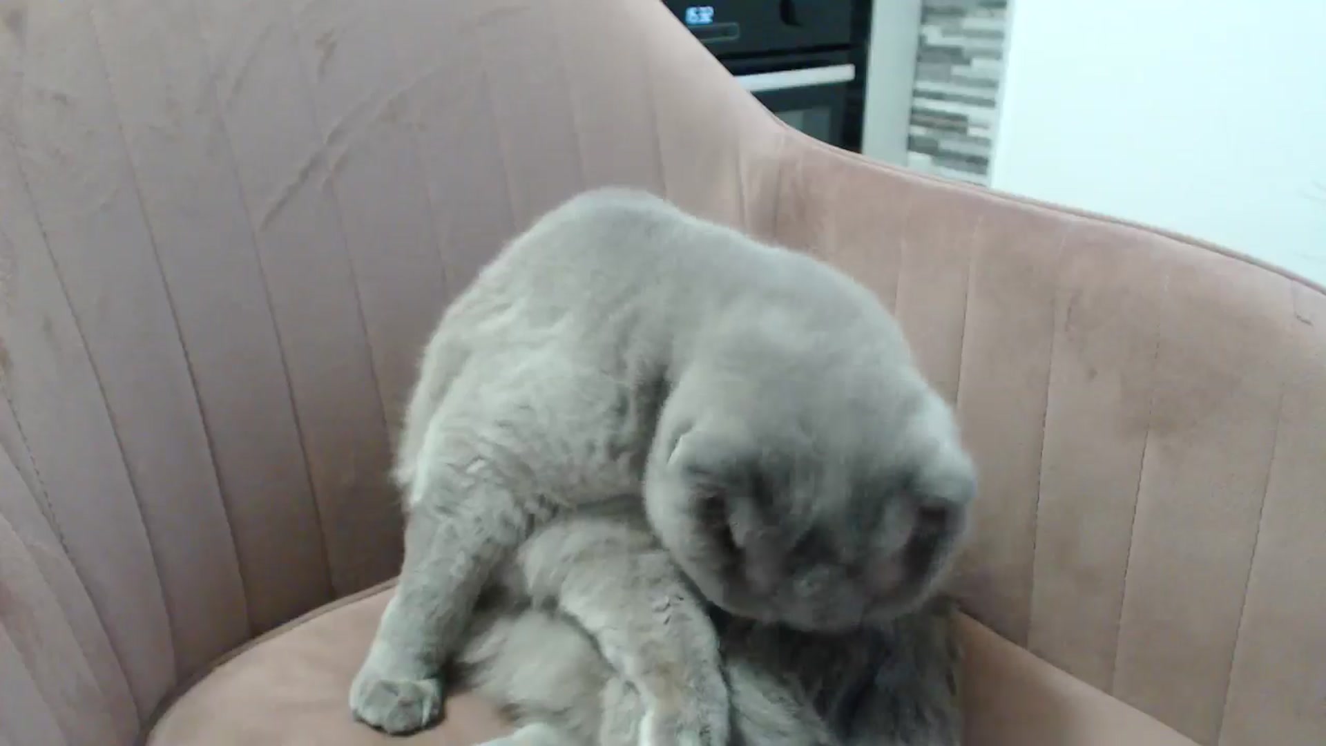 Gallery image thumbnail from CrazyDi's myfreecams stream on, 01/14/2025, 13:50 image 12 of 20