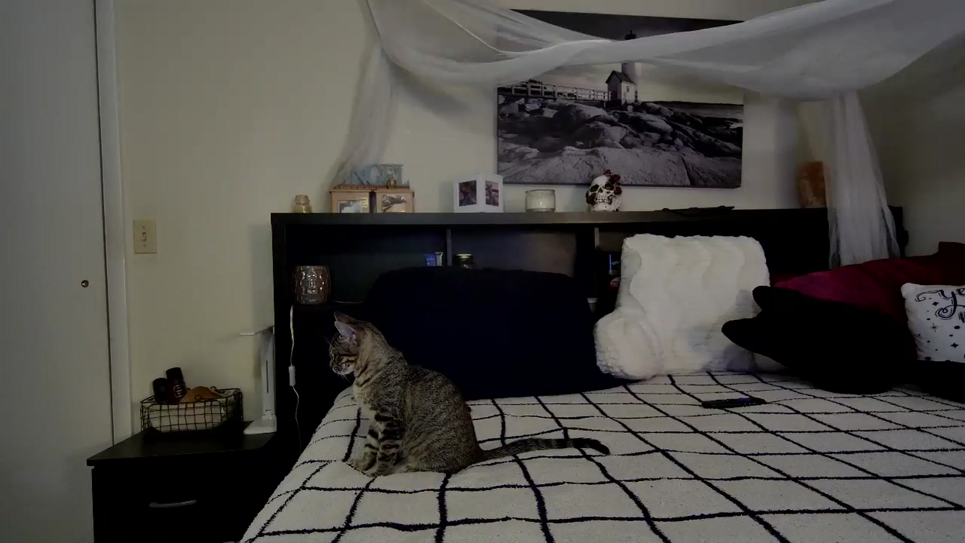 Gallery image thumbnail from CrystalLake's myfreecams stream on, 11/24/2023, 10:22 image 15 of 20
