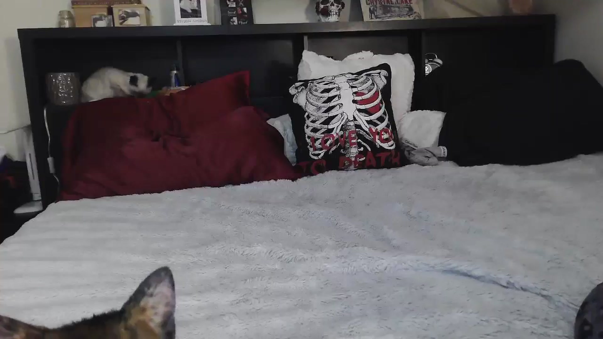 Gallery image thumbnail from CrystalLake's myfreecams stream on, 07/12/2024, 05:56 image 17 of 20