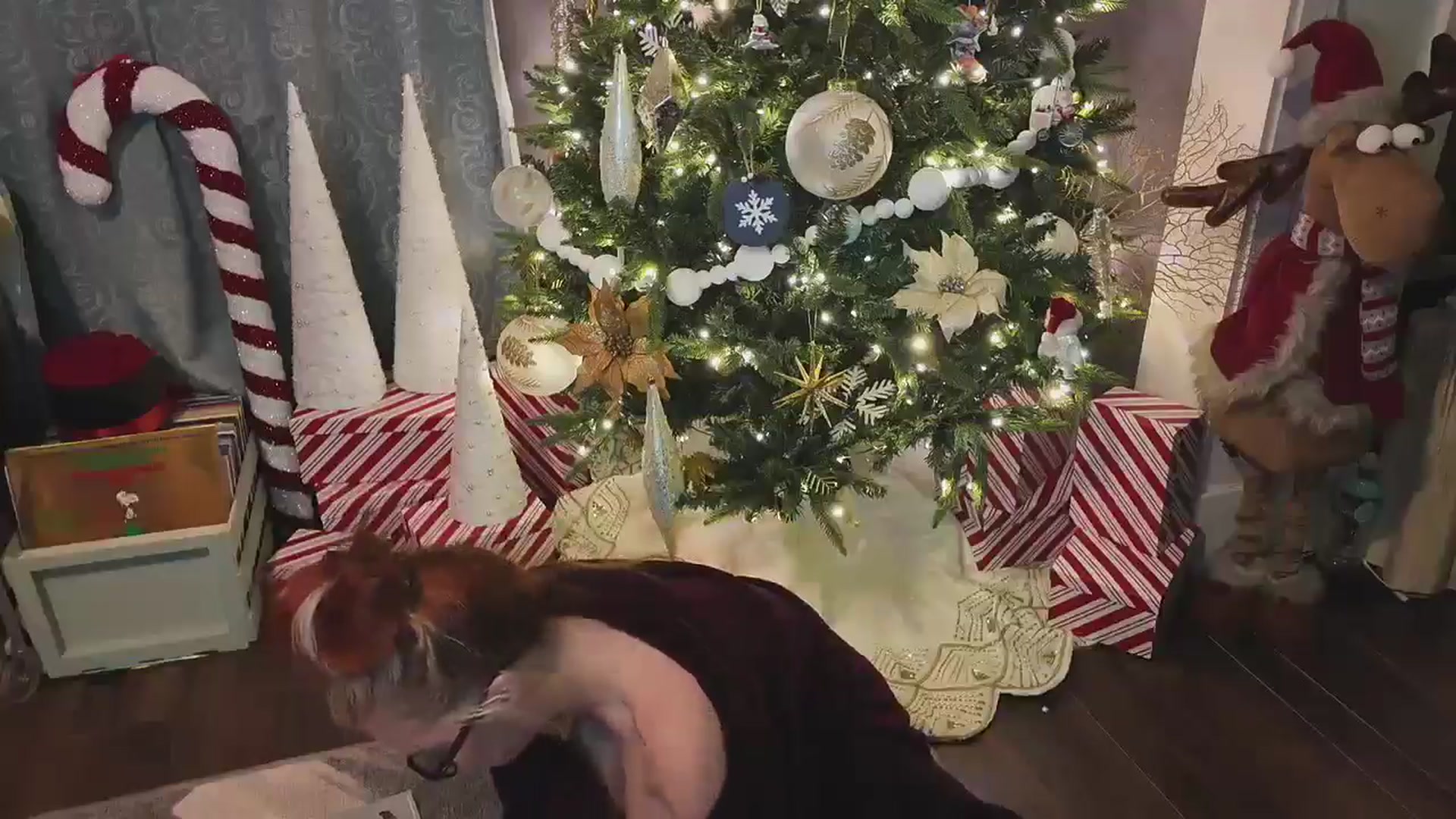 Gallery image thumbnail from Cubbixoxo's myfreecams stream on, 12/08/2024, 03:45 image 5 of 20