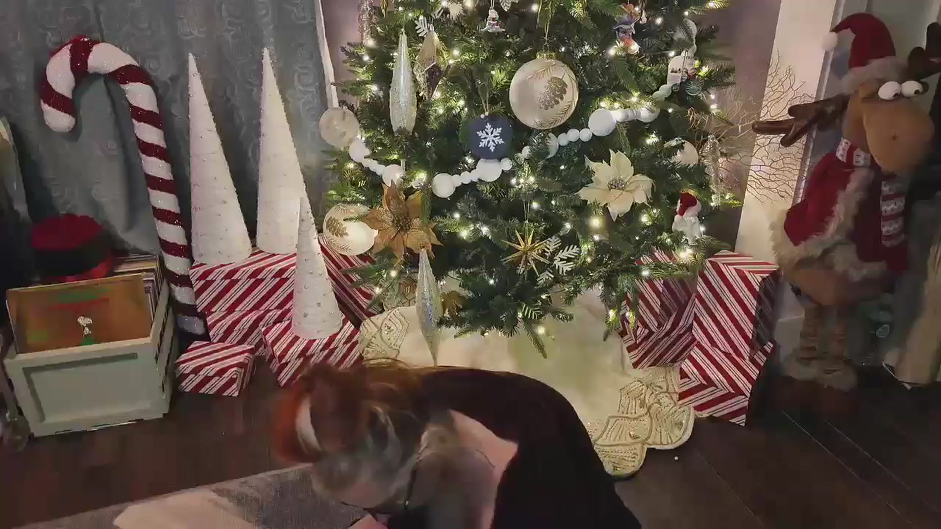 Gallery image thumbnail from Cubbixoxo's myfreecams stream on, 12/08/2024, 03:45 image 1 of 20