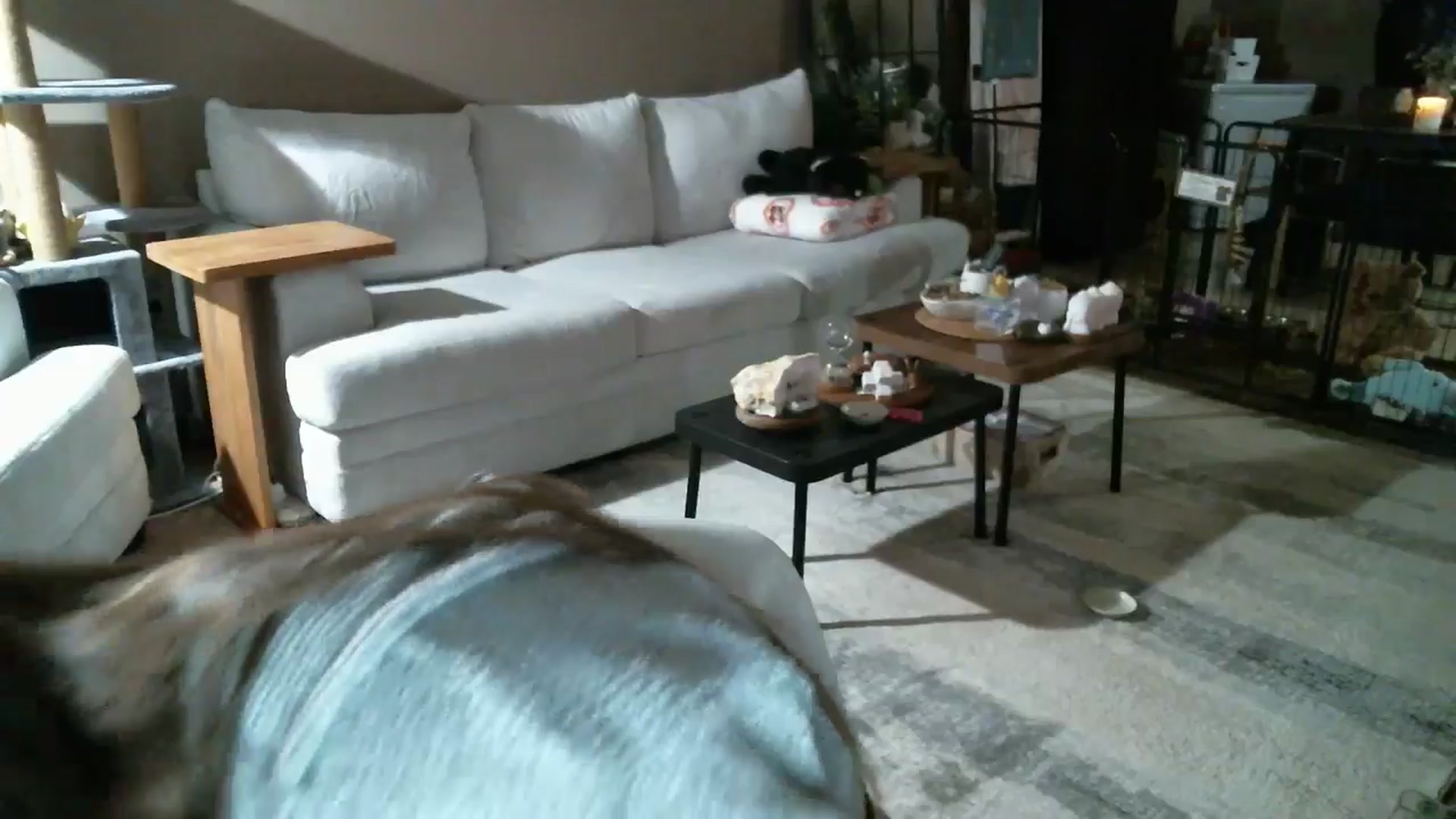 Gallery image thumbnail from CzySweetPea's myfreecams stream on, 03/21/2026, 03:25 image 16 of 20