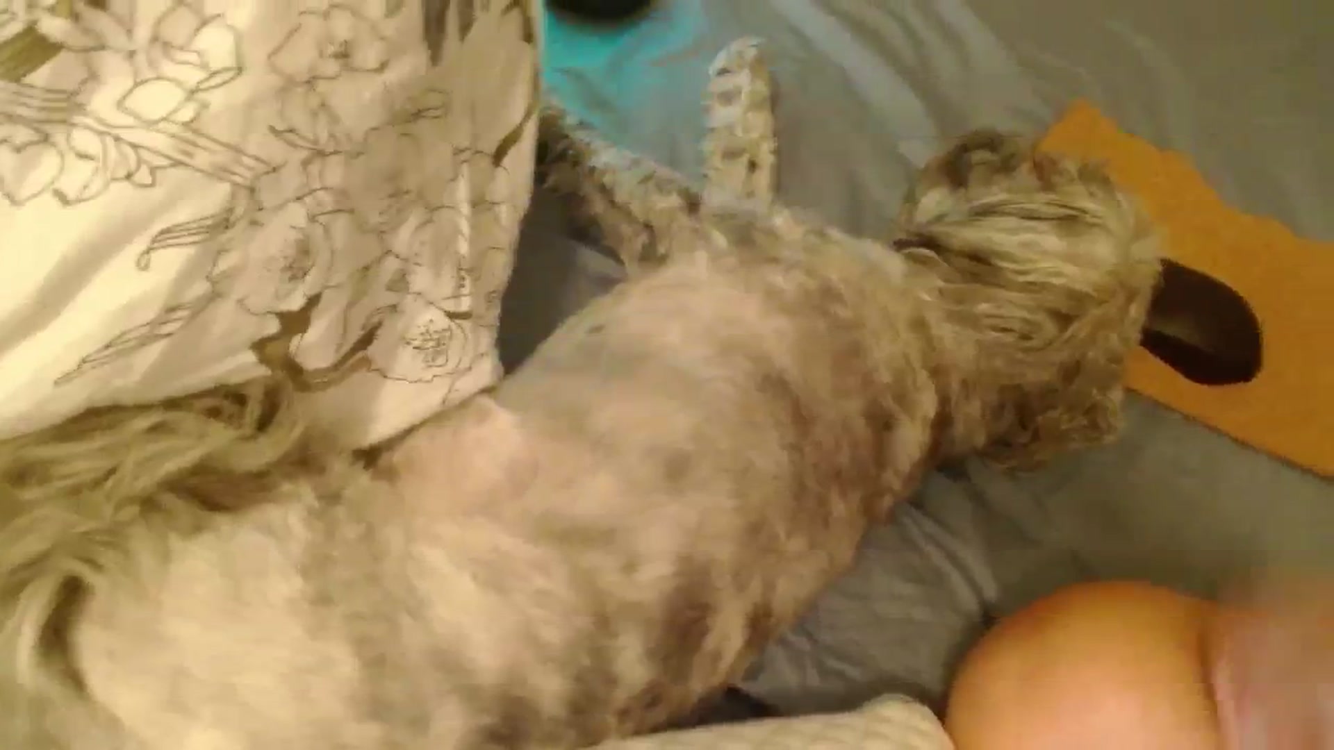 Gallery image thumbnail from DallasOhMy's myfreecams stream on, 10/13/2024, 23:12 image 12 of 20