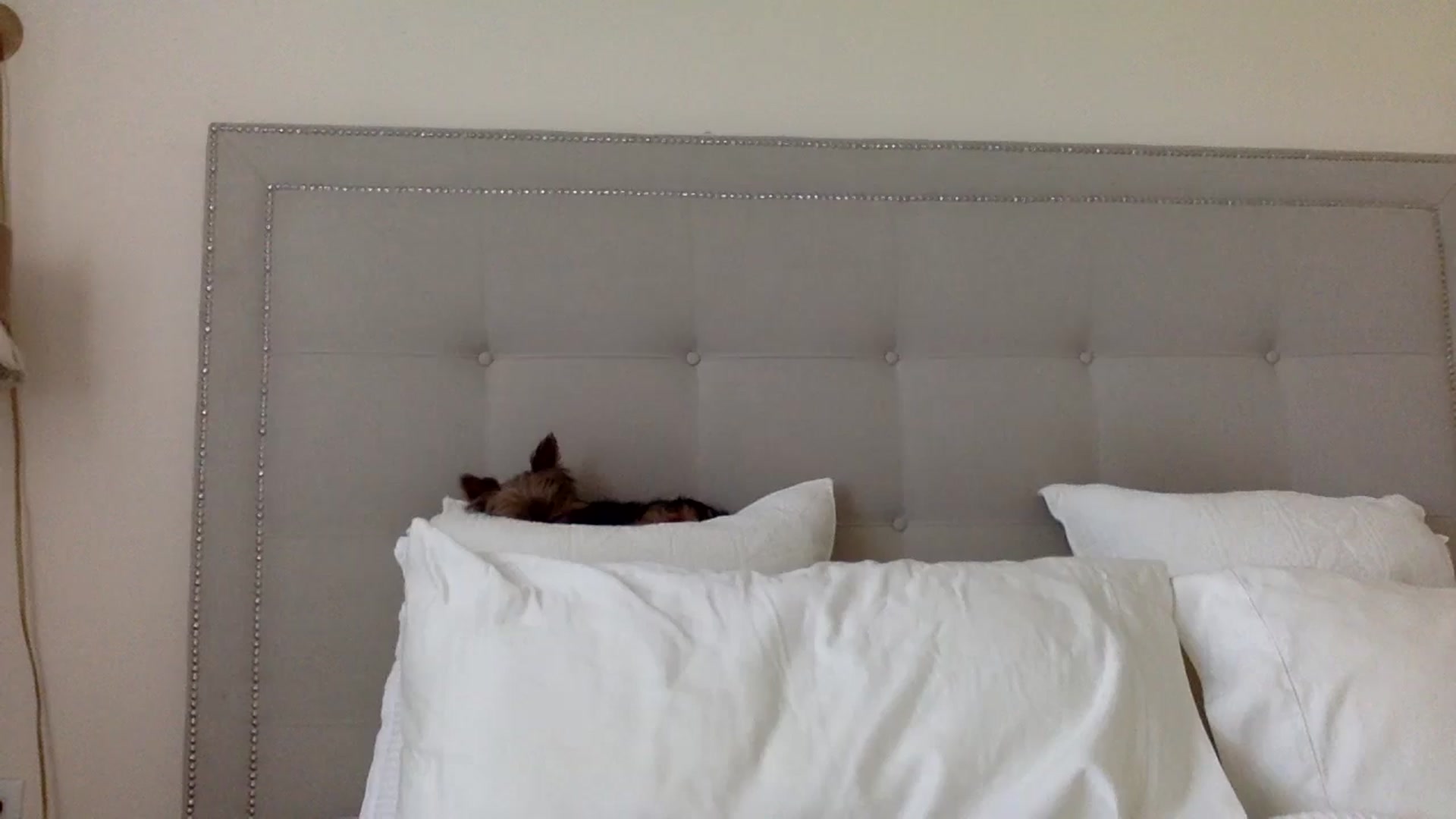 Gallery image thumbnail from DaniSendLuv's myfreecams stream on, 08/13/2024, 20:25 image 15 of 20