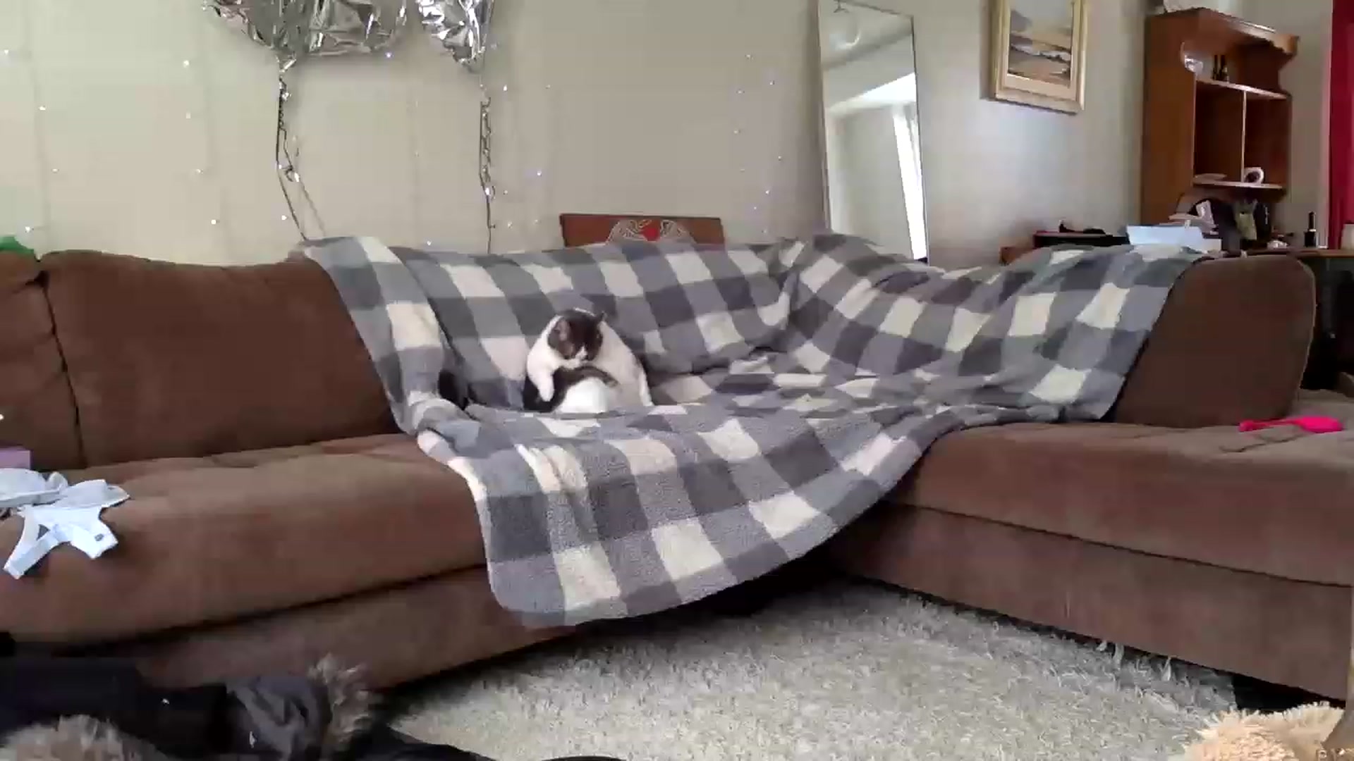 Gallery image thumbnail from DaniiAngel's myfreecams stream on, 03/14/2023, 16:31 image 16 of 20