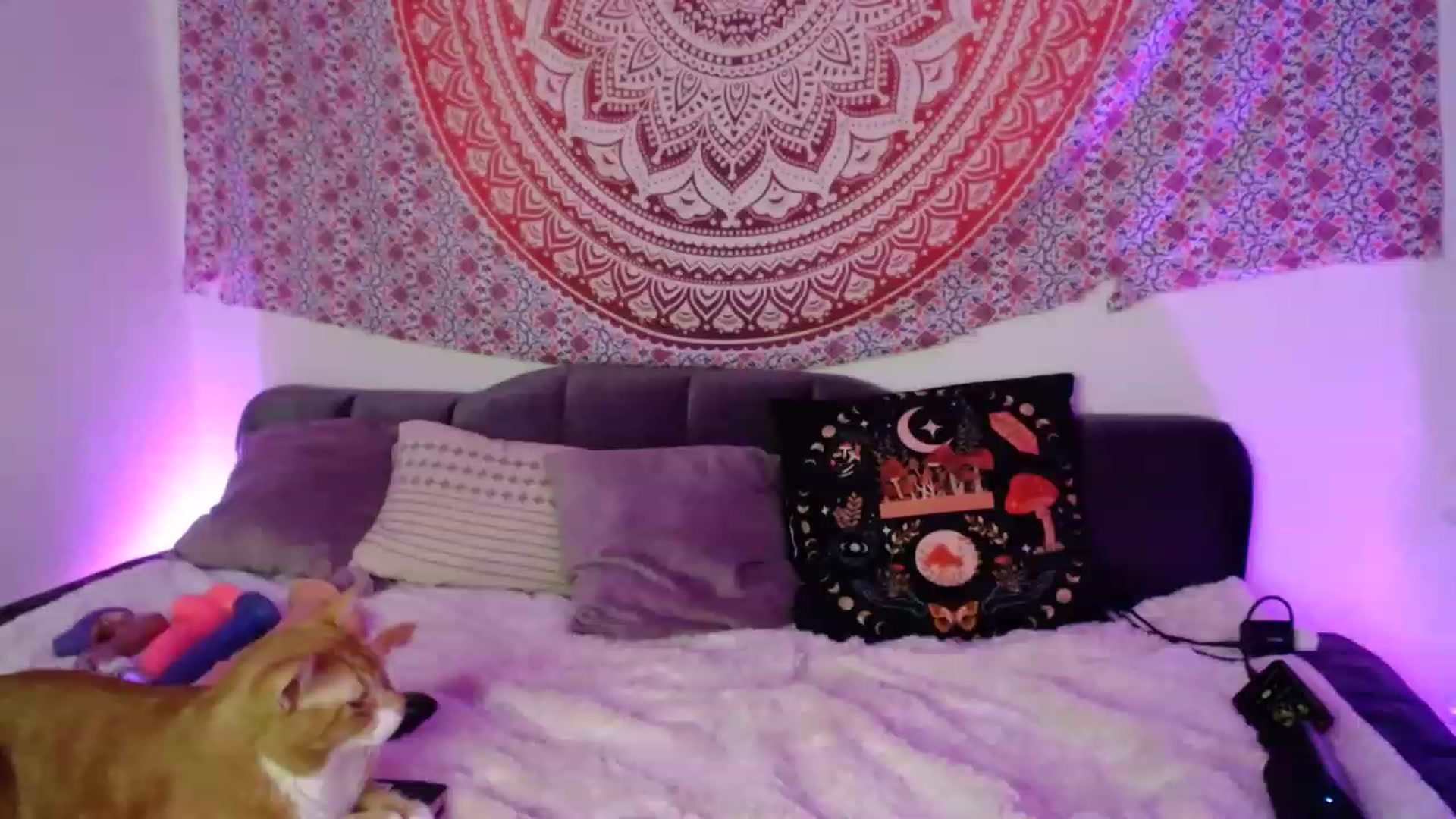 Gallery image thumbnail from Dankkittyx's myfreecams stream on, 07/18/2023, 08:22 image 9 of 20