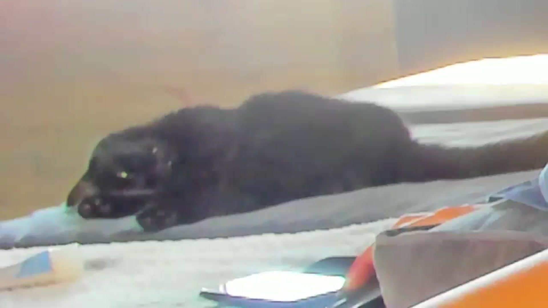 Gallery image thumbnail from Dark_Birthday's myfreecams stream on, 06/25/2024, 13:07 image 11 of 20