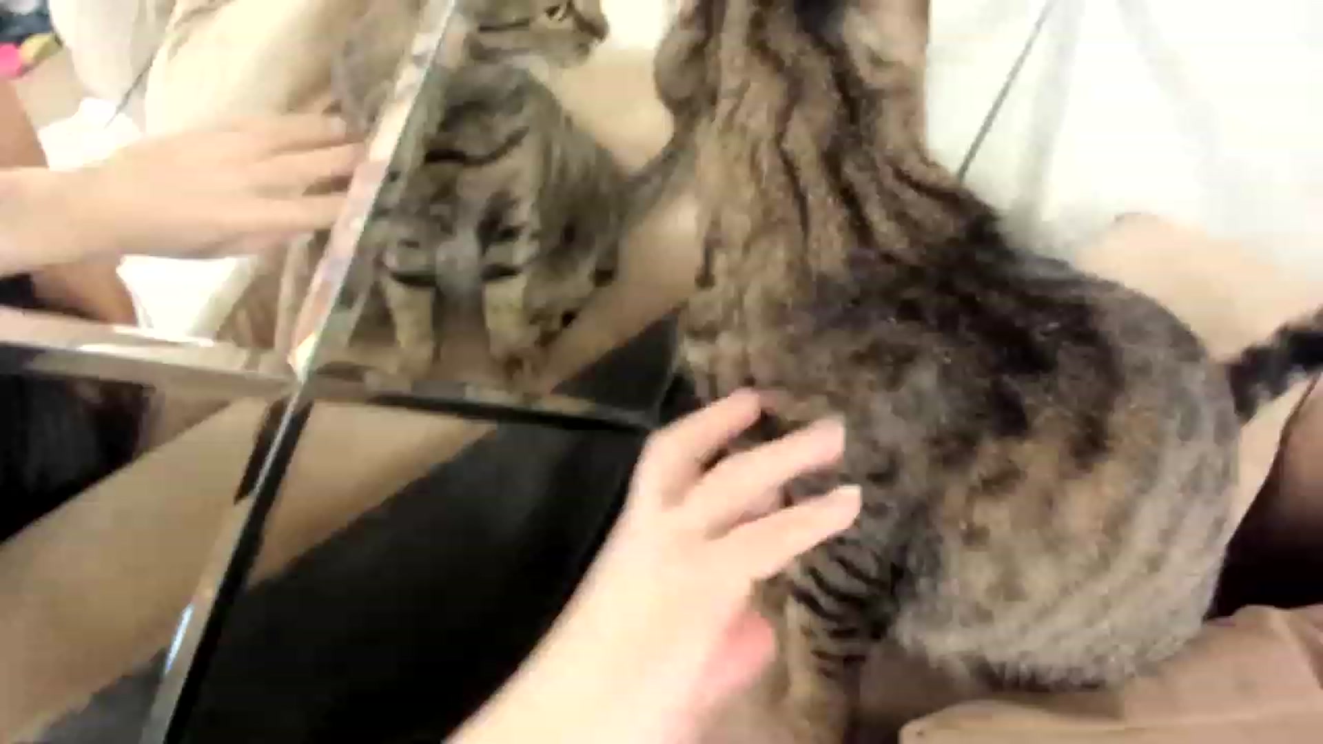 Gallery image thumbnail from Dark_Lady_'s myfreecams stream on, 12/10/2022, 07:00 image 15 of 20