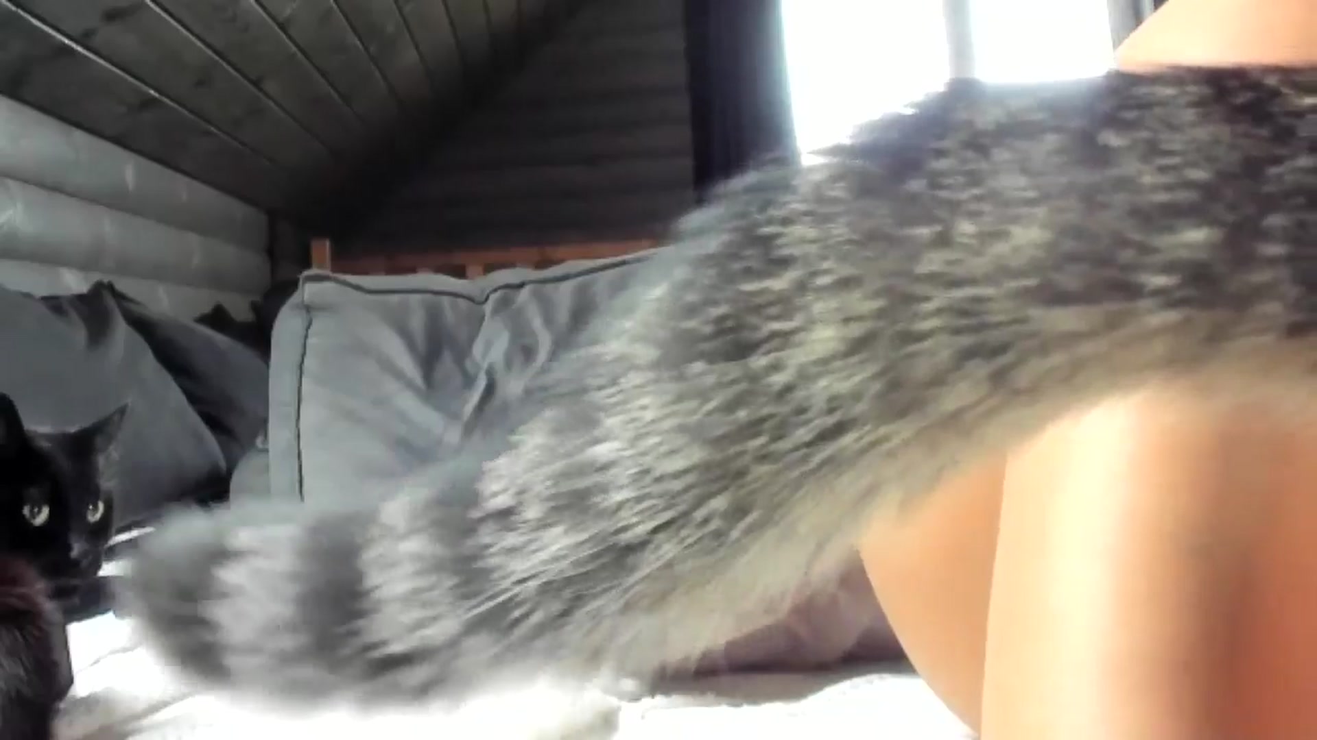 Gallery image thumbnail from Dark_Lady_'s myfreecams stream on, 11/26/2024, 11:40 image 3 of 20