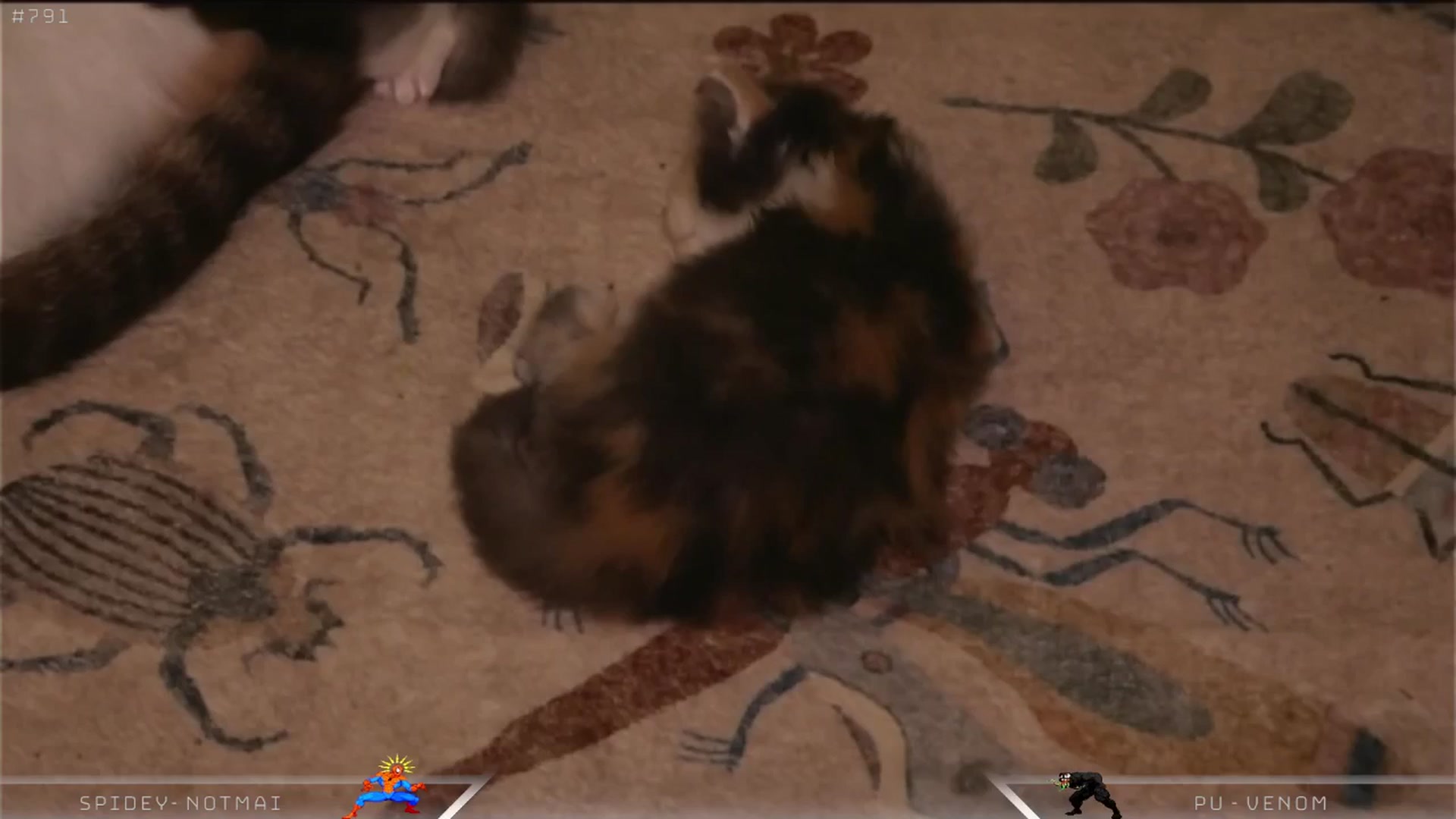 Gallery image thumbnail from Dashy's myfreecams stream on, 04/21/2025, 09:23 image 7 of 20