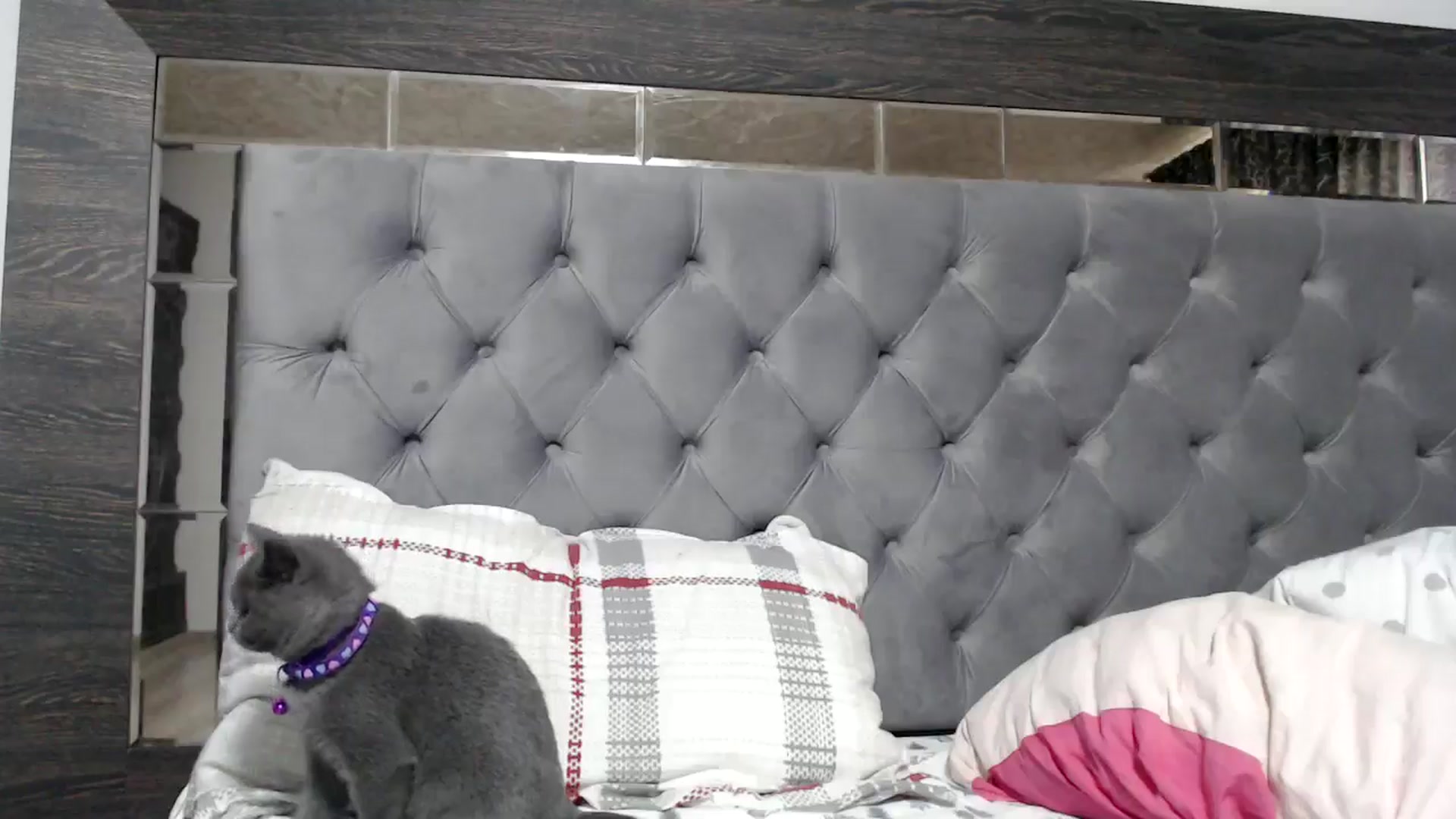Gallery image thumbnail from Deeelicious's myfreecams stream on, 11/14/2024, 08:52 image 4 of 20