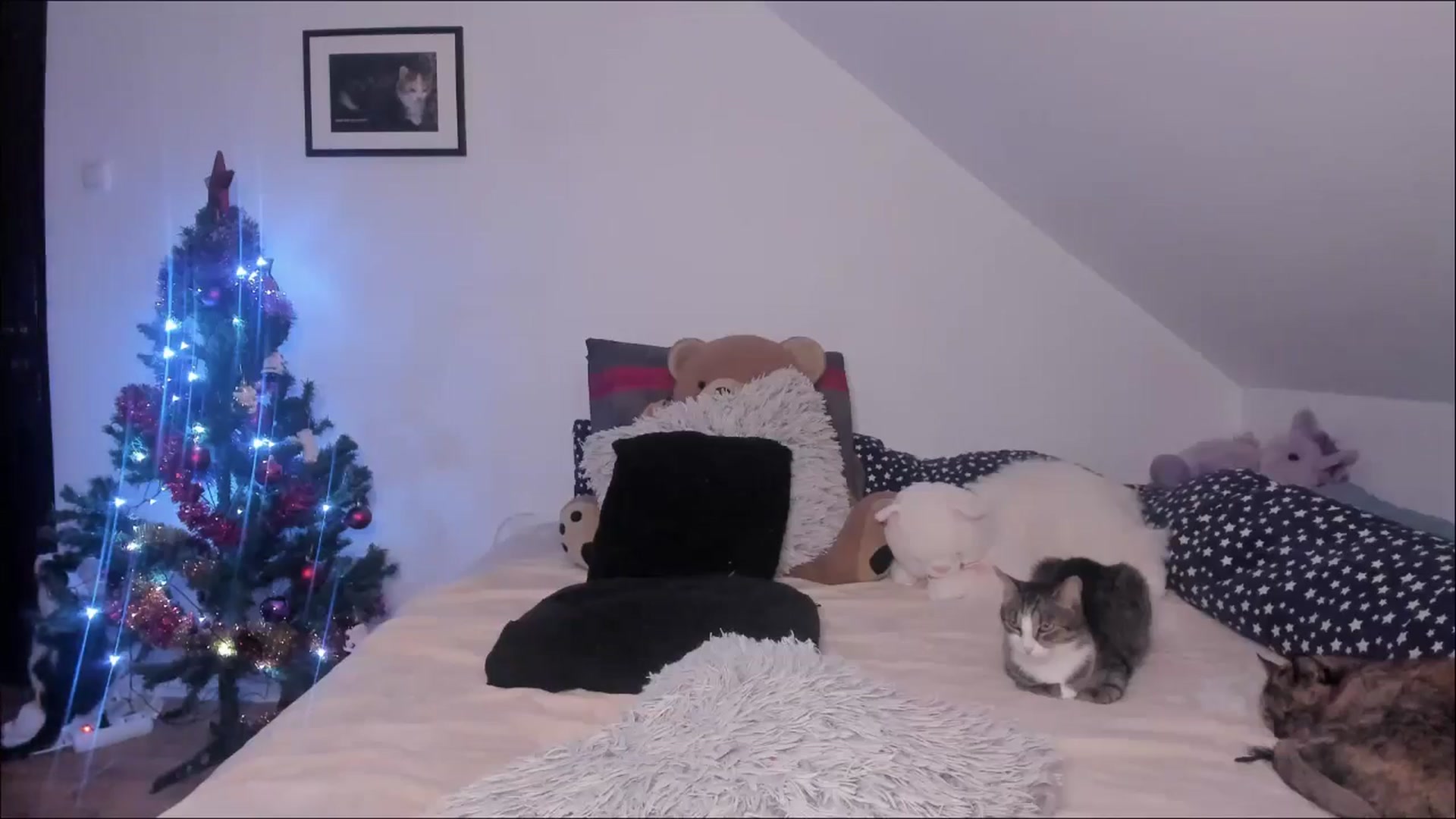 Gallery image thumbnail from Deessert's myfreecams stream on, 12/26/2025, 02:04 image 15 of 20
