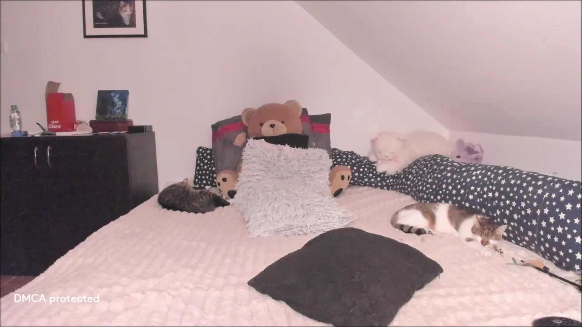 Gallery image thumbnail from Deessert's myfreecams stream on, 03/13/2026, 03:27 image 12 of 20