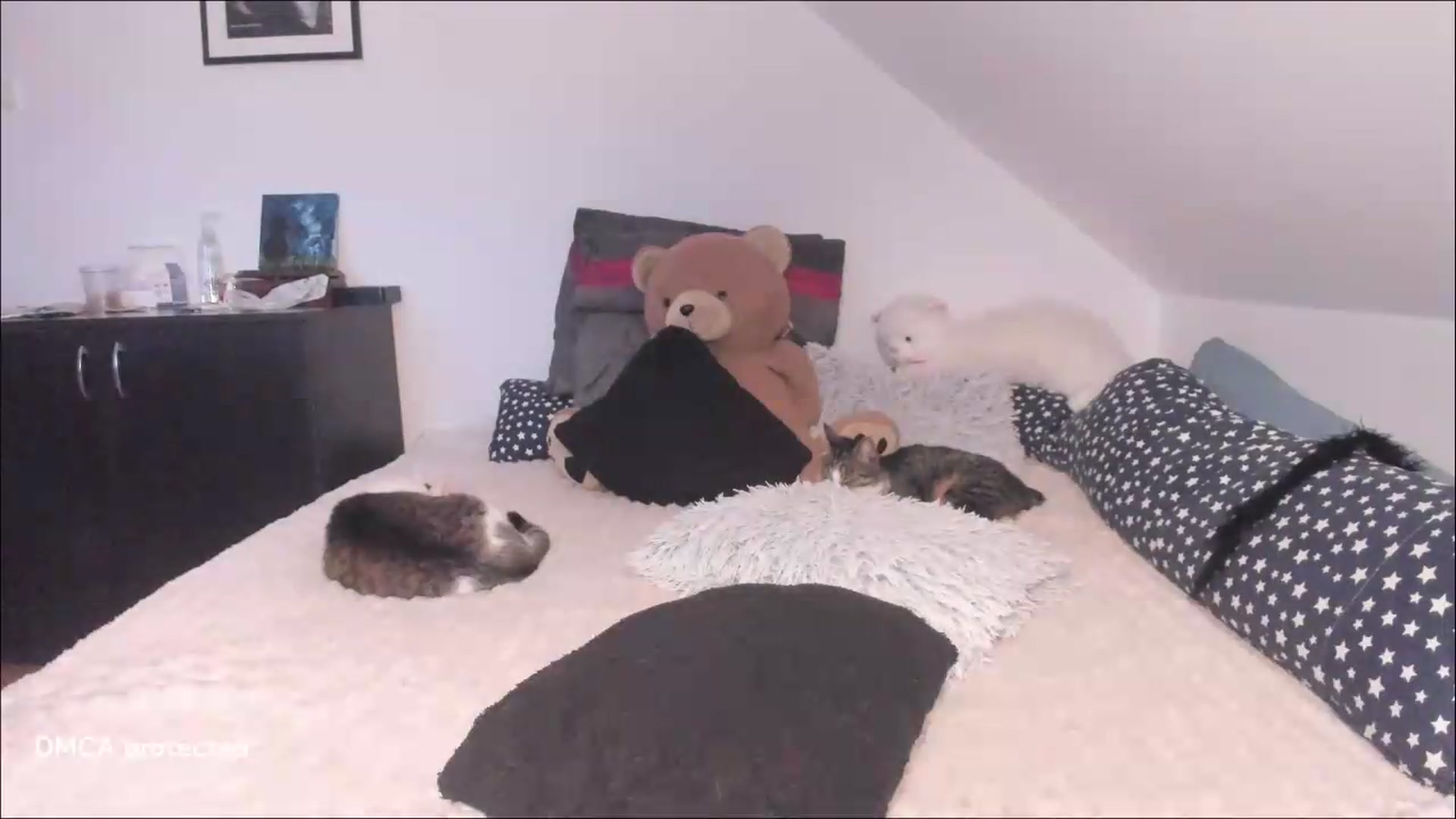 Gallery image thumbnail from Deessert's myfreecams stream on, 07/13/2026, 02:47 image 17 of 20