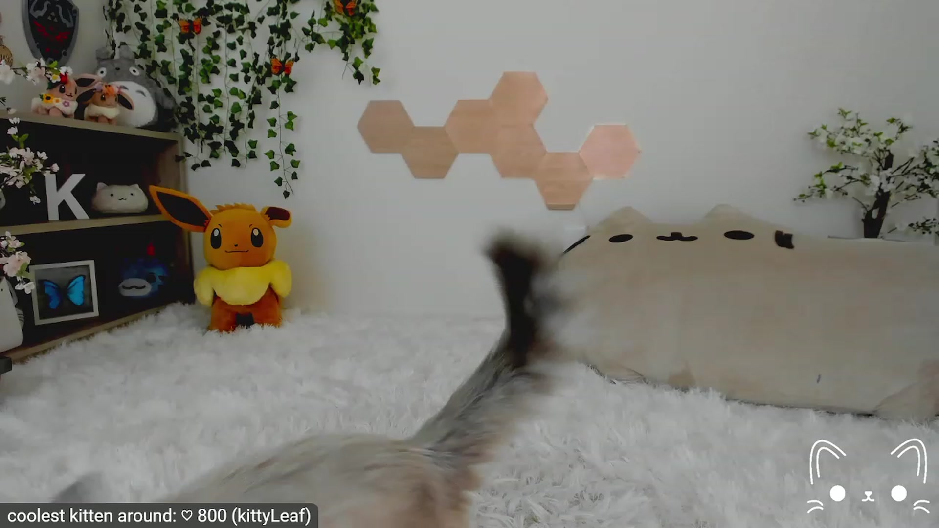 Gallery image thumbnail from DefNotKitty's myfreecams stream on, 04/02/2023, 07:14 image 10 of 20