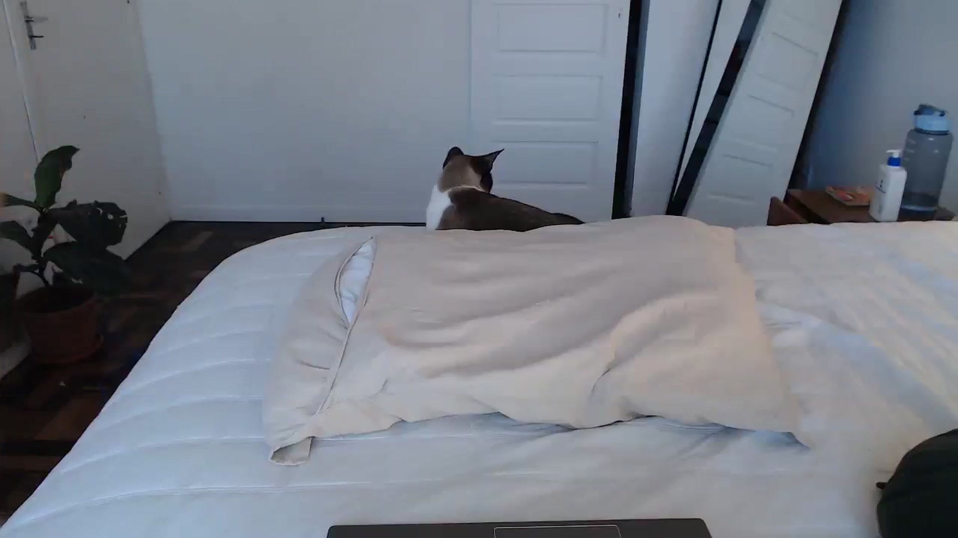 Gallery image thumbnail from Demmetria's myfreecams stream on, 10/11/2023, 20:06 image 17 of 20
