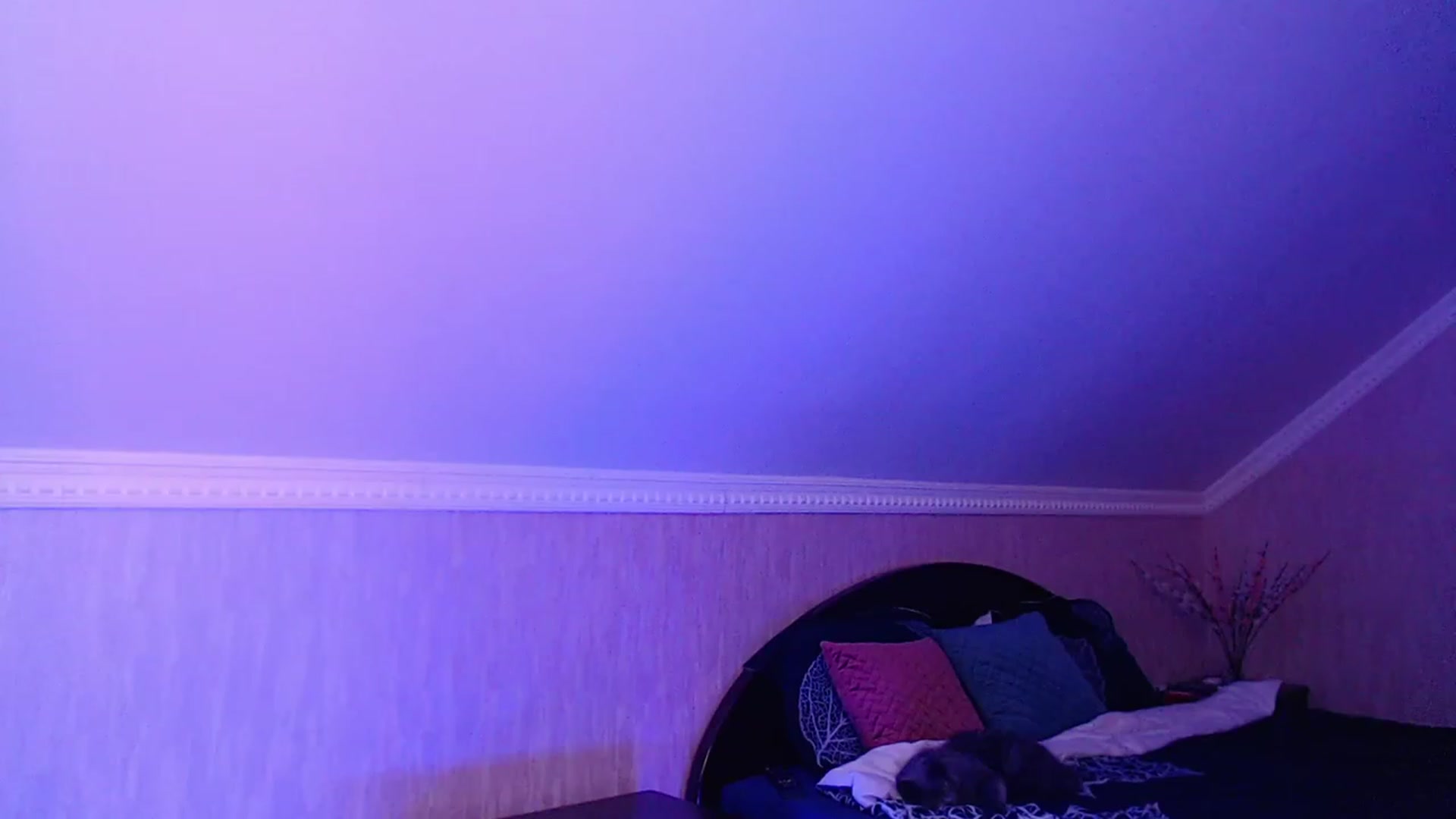 Gallery image thumbnail from Denisa__'s myfreecams stream on, 11/18/2022, 01:58 image 14 of 20
