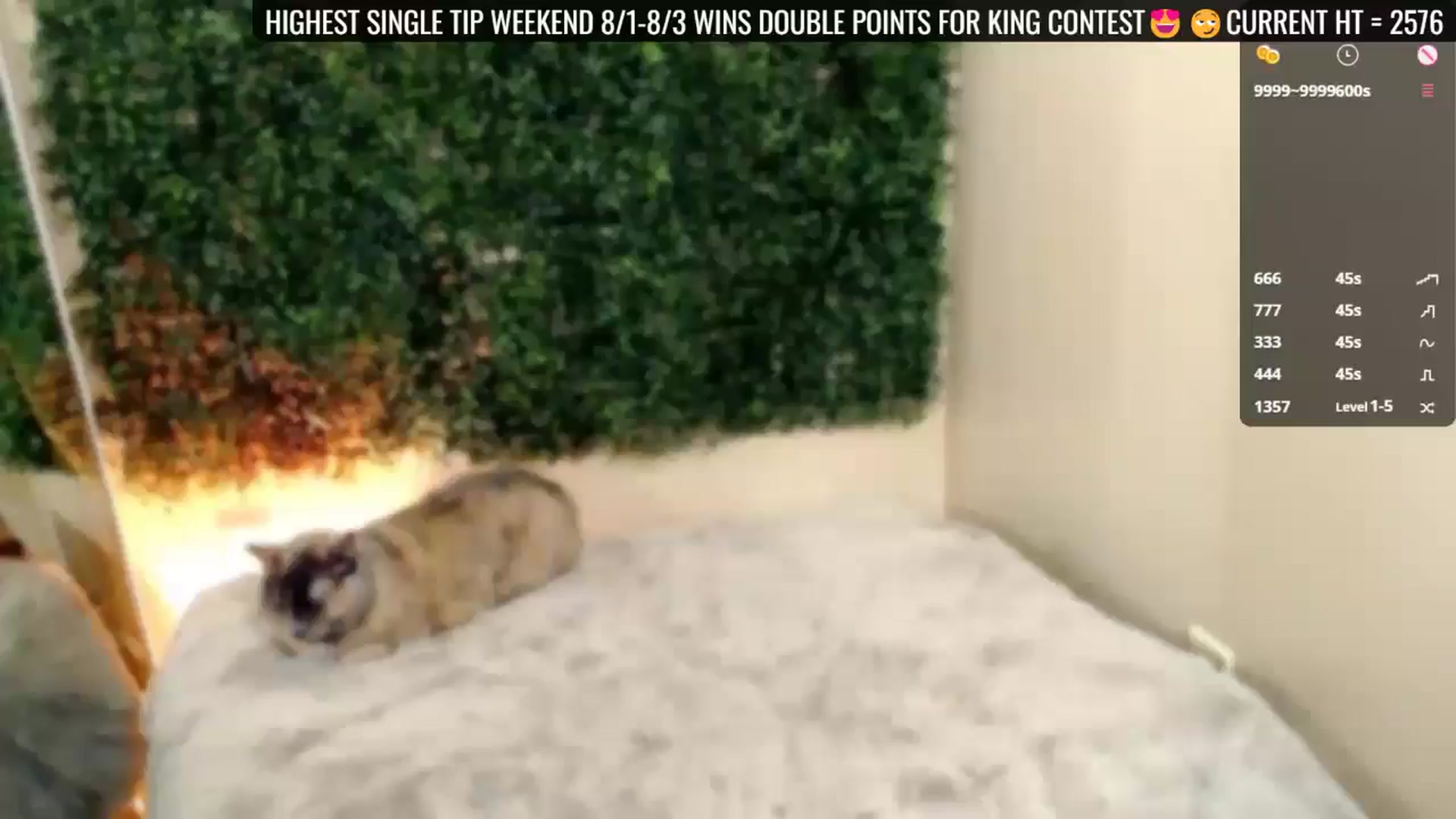 Gallery image thumbnail from Divine_Honey's myfreecams stream on, 08/02/2025, 20:47 image 9 of 20