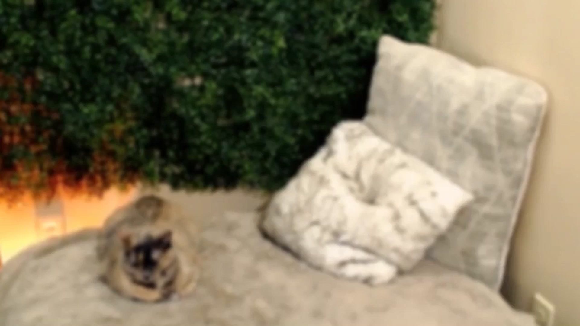 Gallery image thumbnail from Divine_Honey's myfreecams stream on, 08/17/2025, 12:39 image 10 of 20