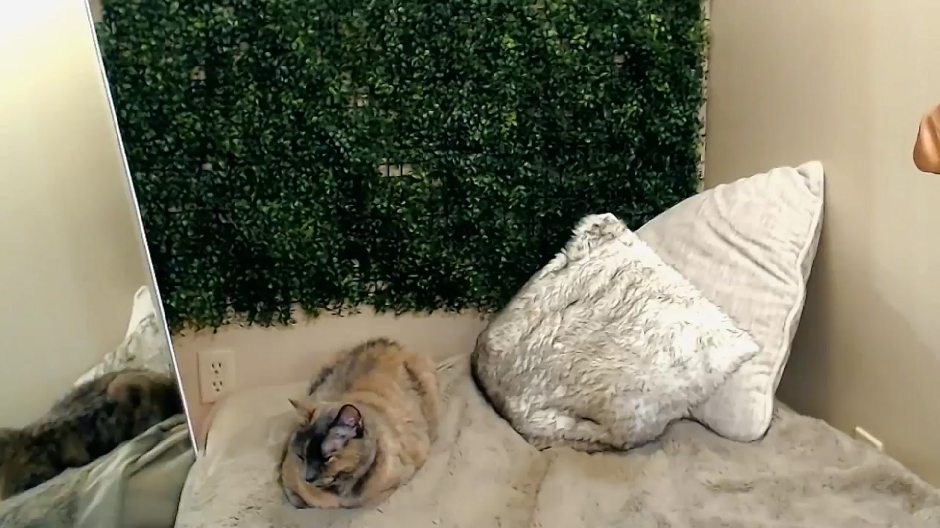 Gallery image thumbnail from Divine_Honey's myfreecams stream on, 09/07/2025, 10:57 image 3 of 20