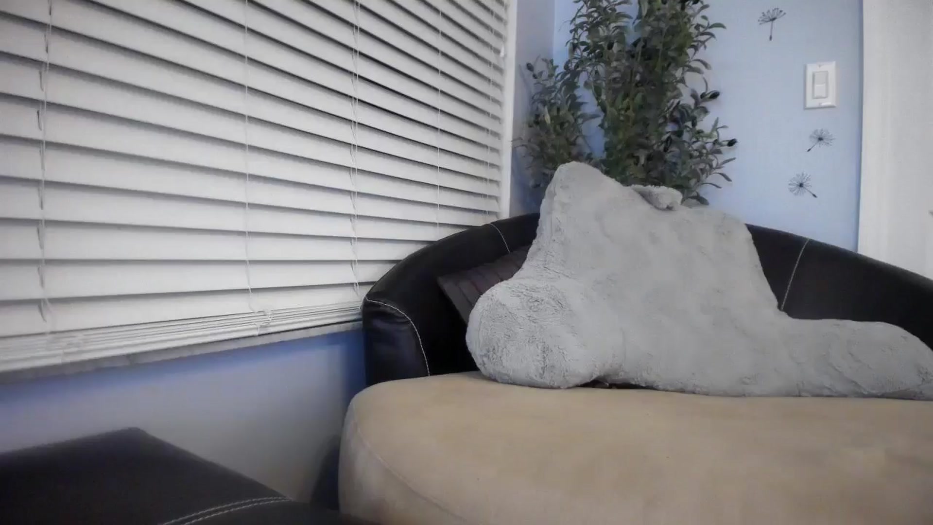 Gallery image thumbnail from Downloads's myfreecams stream on, 05/30/2025, 06:29 image 12 of 20