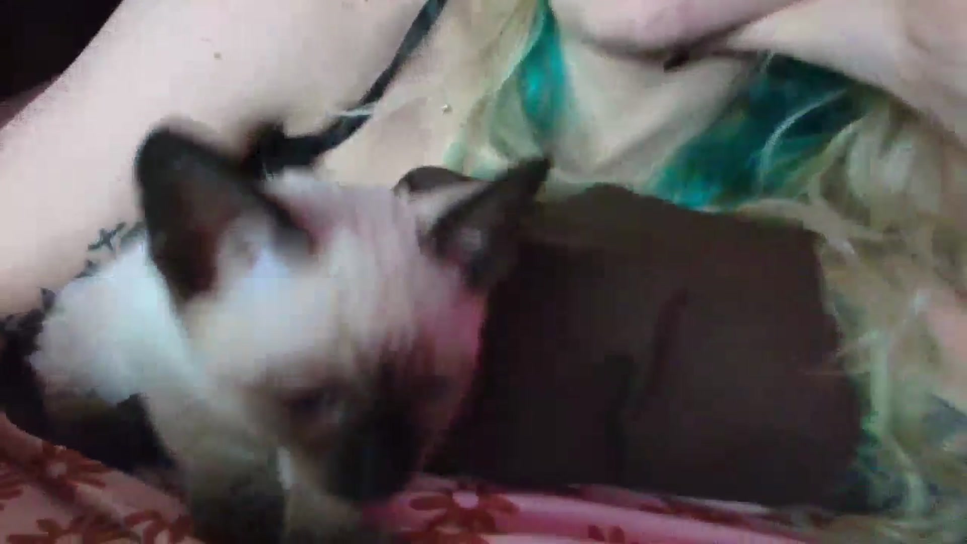 Gallery image thumbnail from DuckChan0's myfreecams stream on, 10/02/2025, 16:47 image 18 of 20
