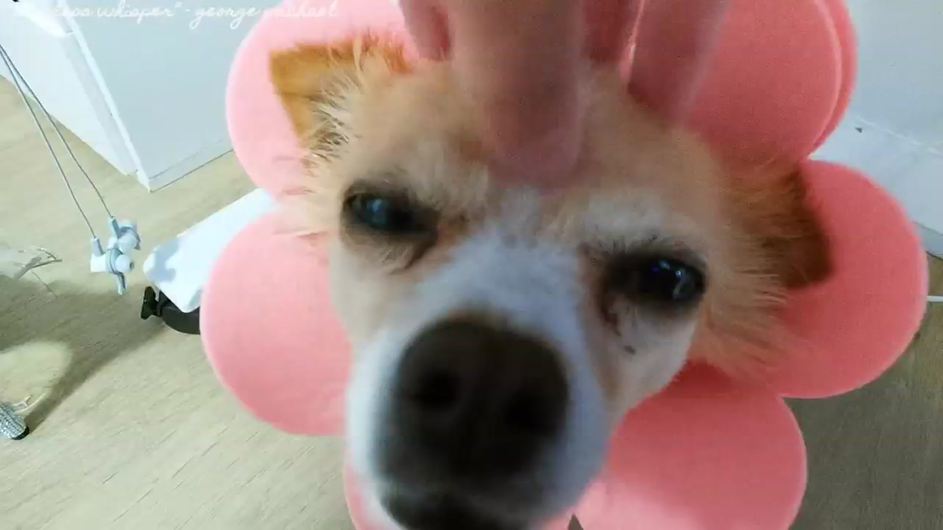 Gallery image thumbnail from EMMEL1NE's myfreecams stream on, 08/03/2024, 07:53 image 11 of 20