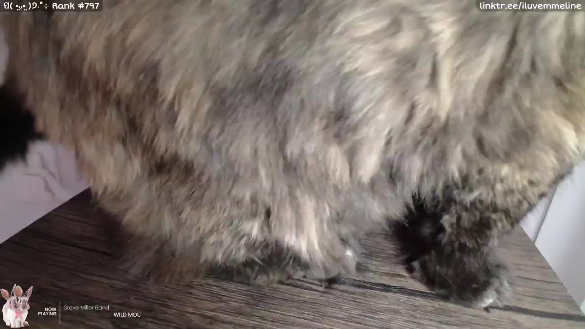 Gallery image thumbnail from EMMEL1NE's myfreecams stream on, 10/30/2024, 05:42 image 18 of 20