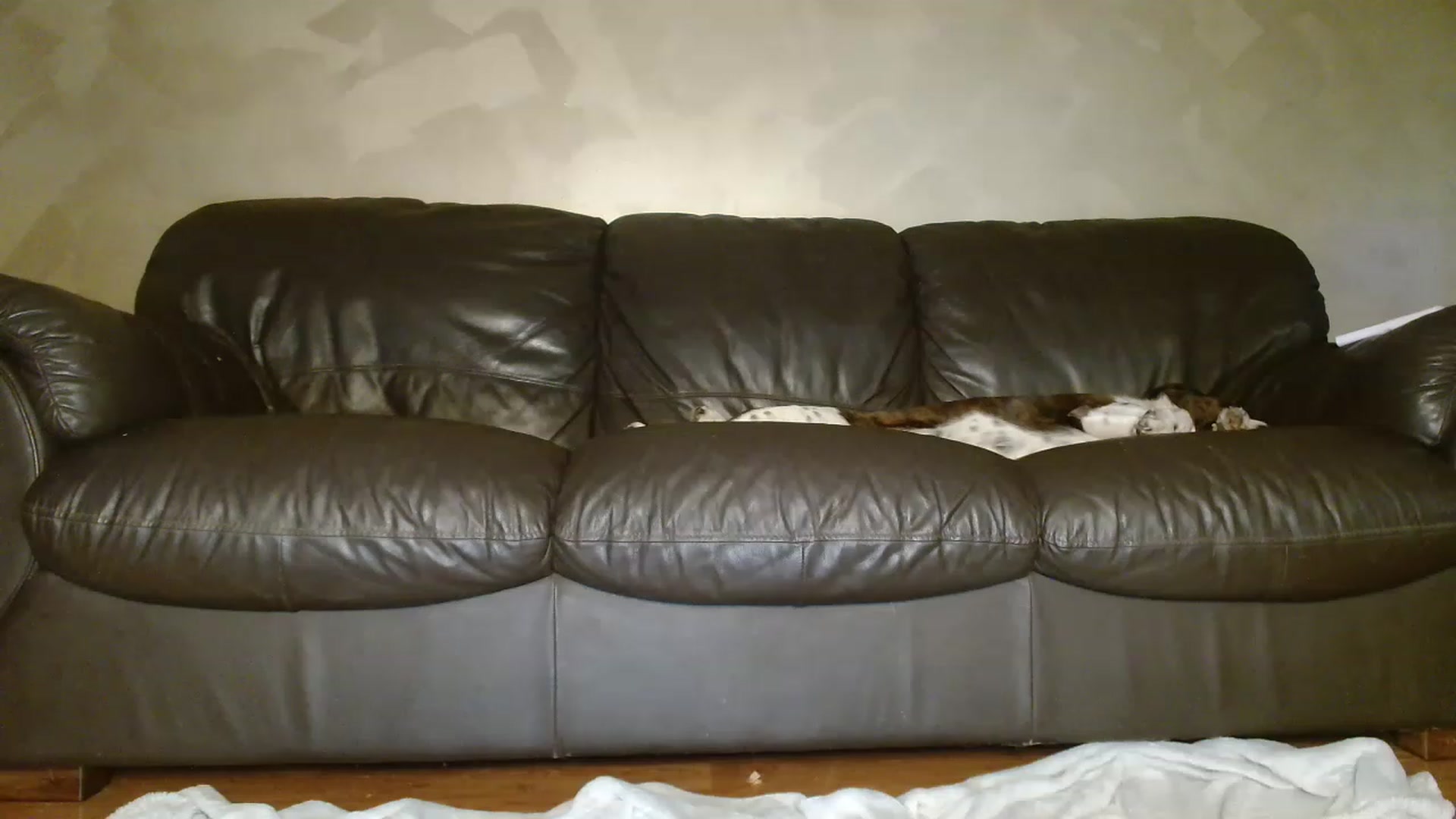 Gallery image thumbnail from EffyTudor's myfreecams stream on, 03/16/2023, 04:05 image 16 of 20