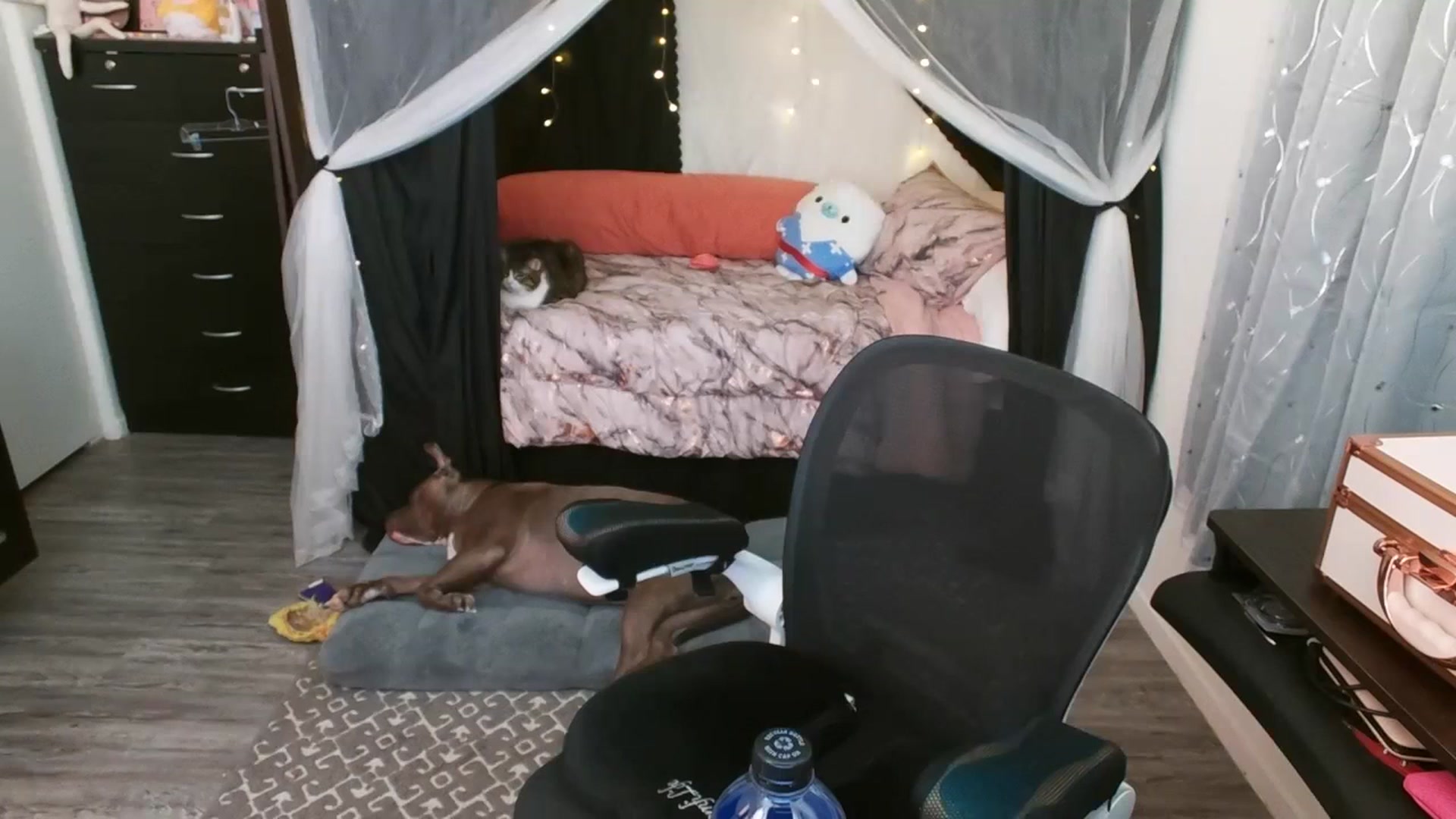 Gallery image thumbnail from Eight_Bit's myfreecams stream on, 06/27/2023, 05:13 image 1 of 20