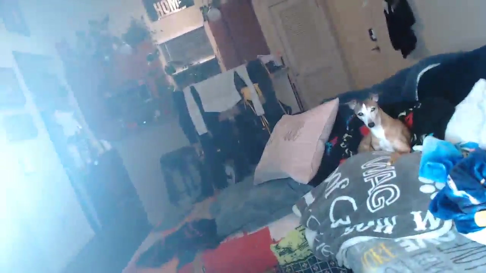 Gallery image thumbnail from ElFupaChalupa's myfreecams stream on, 09/15/2024, 04:31 image 10 of 20