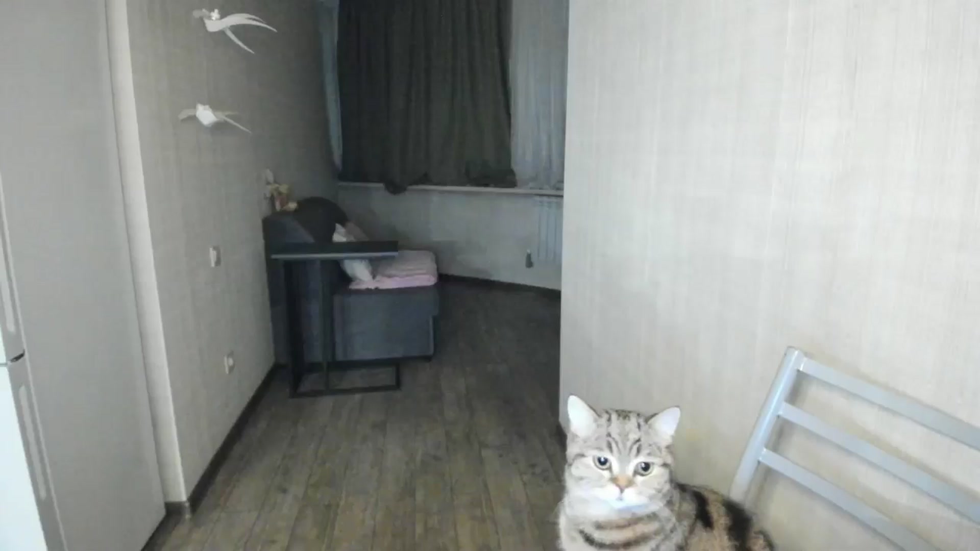 Gallery image thumbnail from Elfleur's myfreecams stream on, 01/07/2025, 20:19 image 19 of 20
